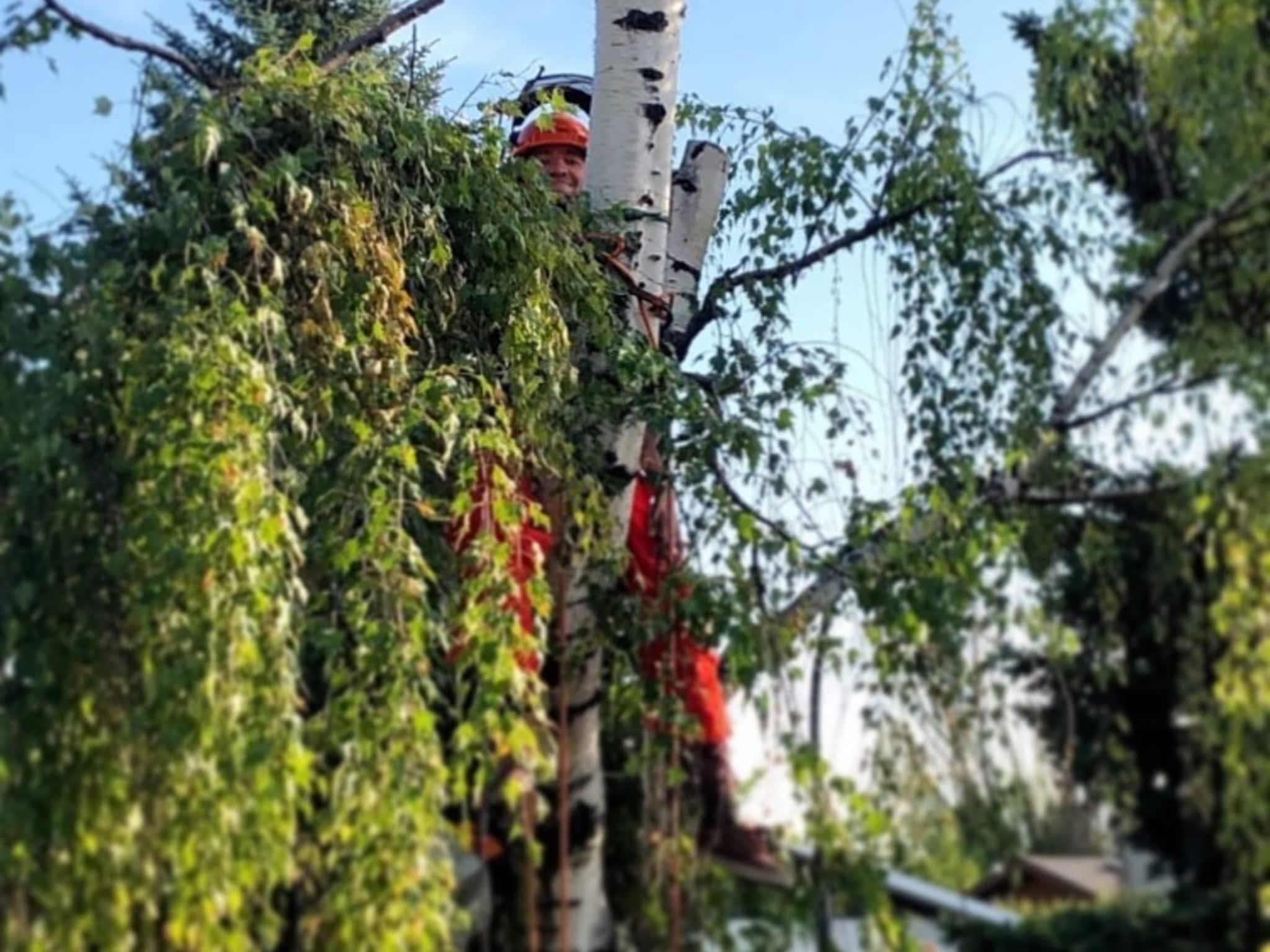 photo Elevated Tree Removal