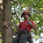 AP Tree Service - Tree Service