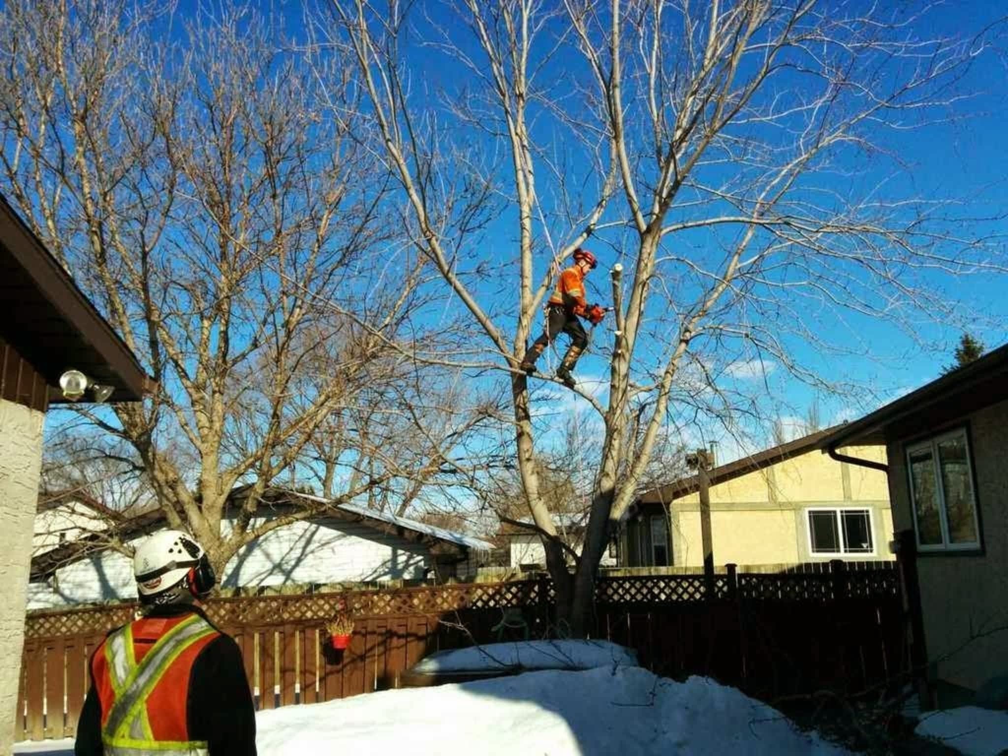 photo V&J Tree Services