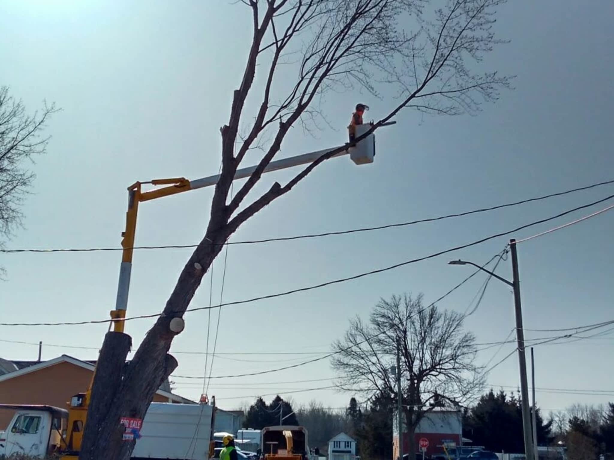 photo Deep Roots Quality Tree Services