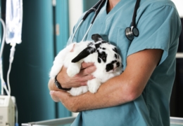Small animal vet clinics in St. Albert