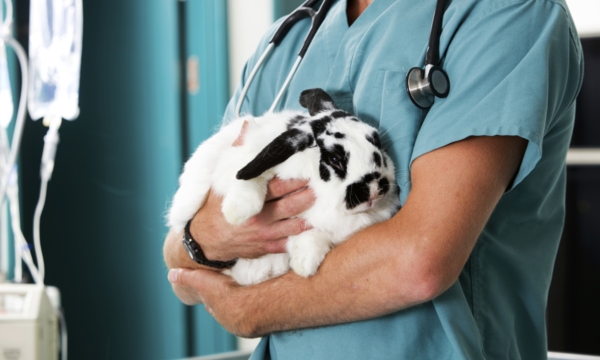 Small animal vet clinics in St. Albert