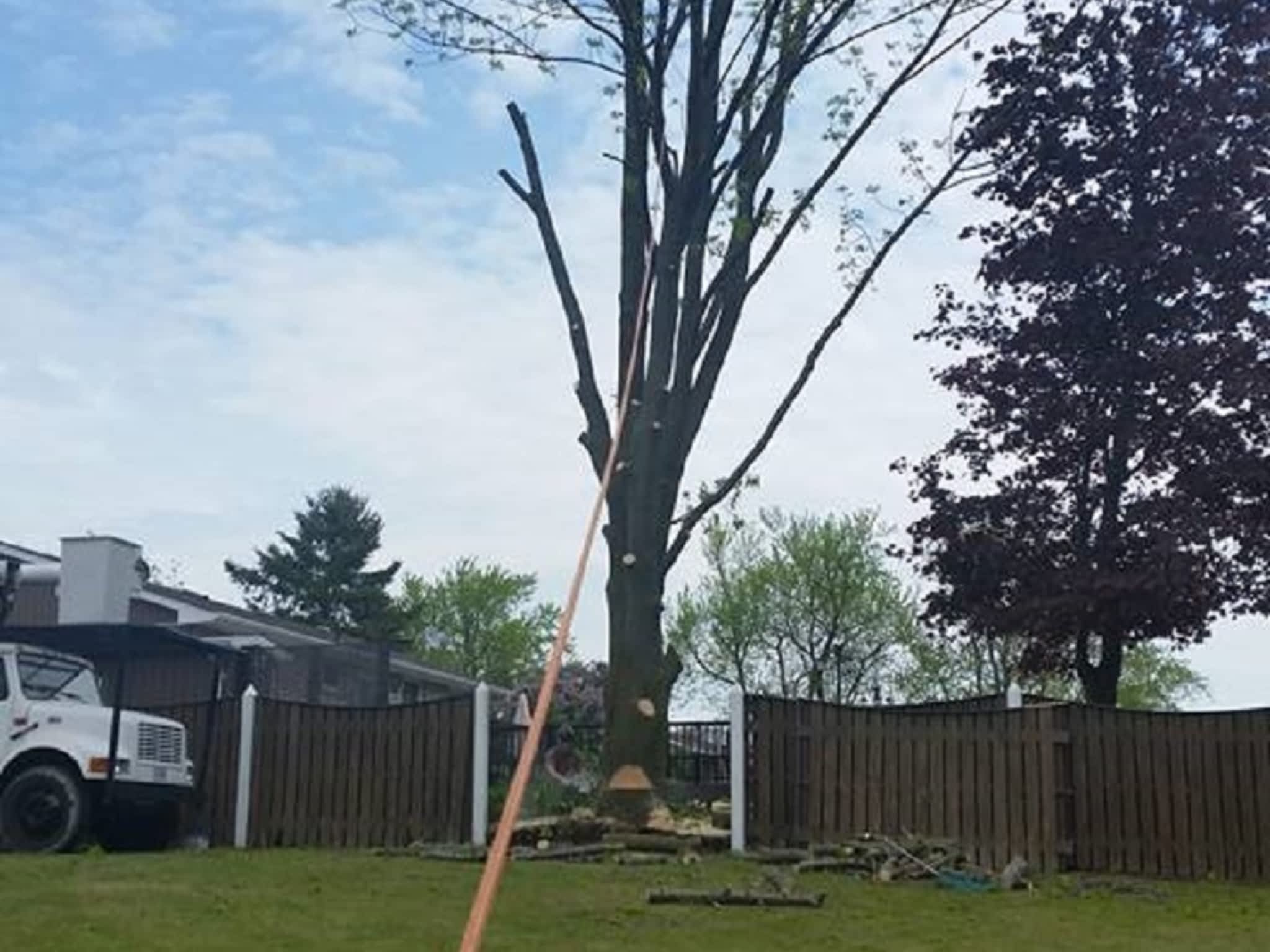 photo Branches Tree Service