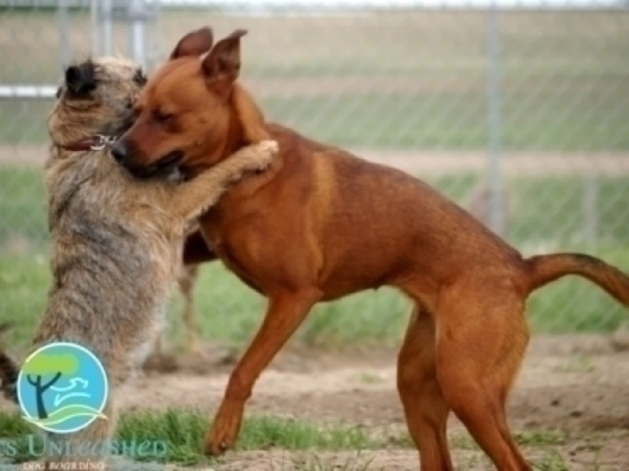 photo Pets Unleashed