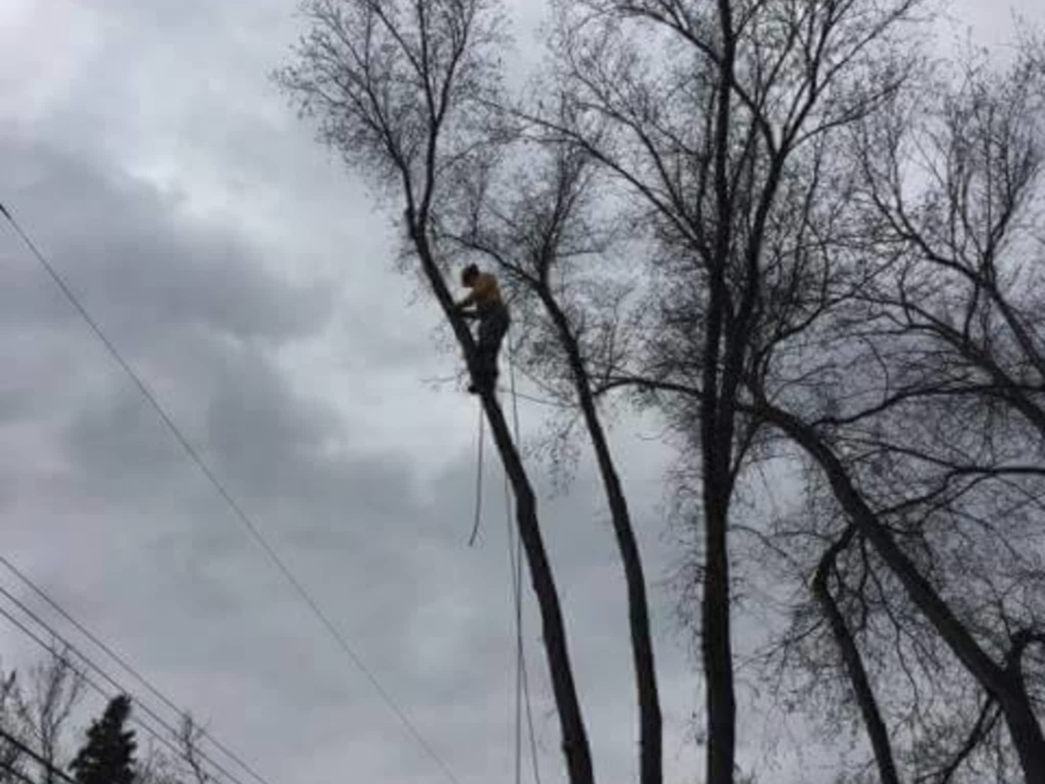 photo Tree Solutions