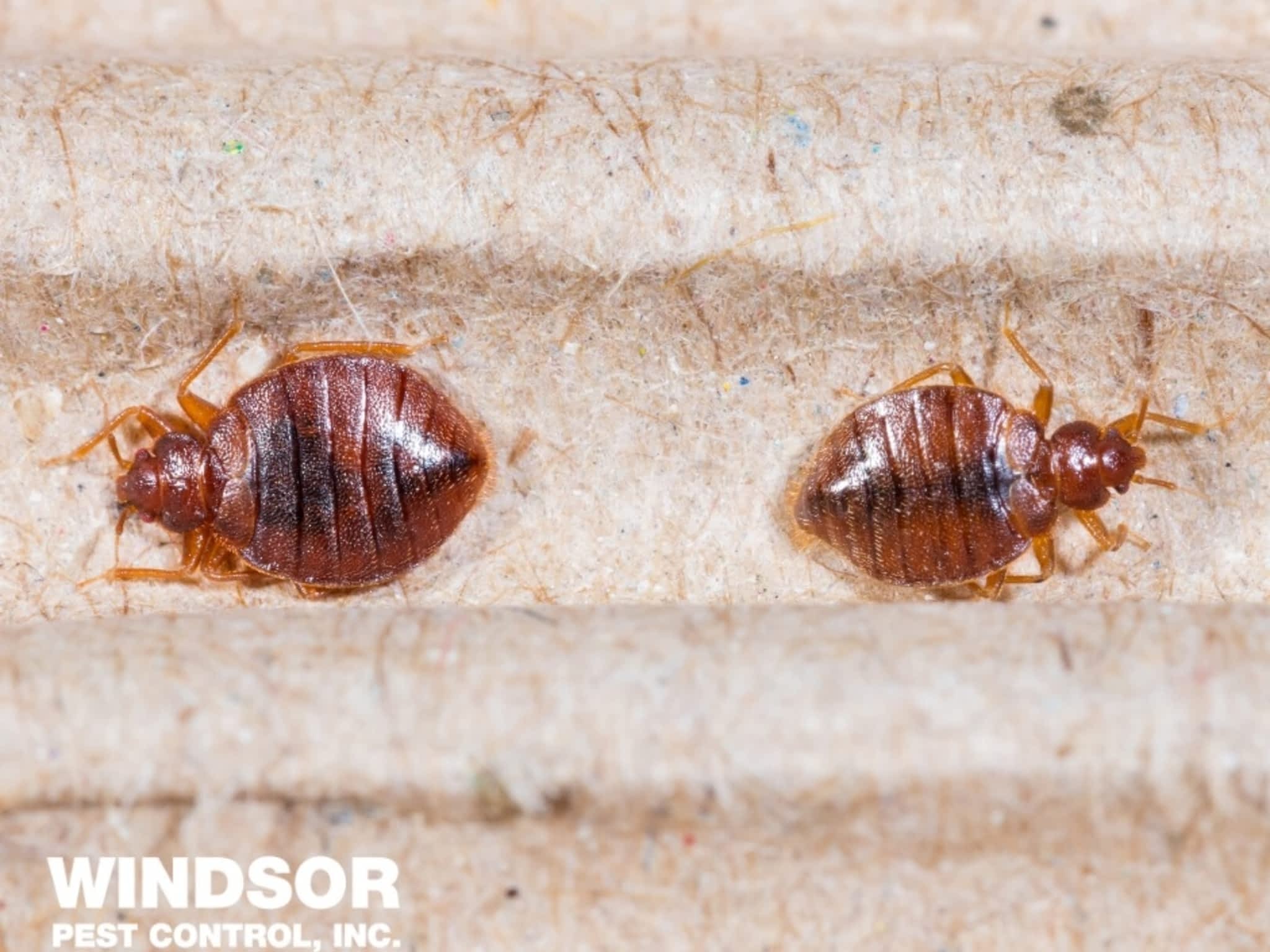 photo Windsor Pest Control