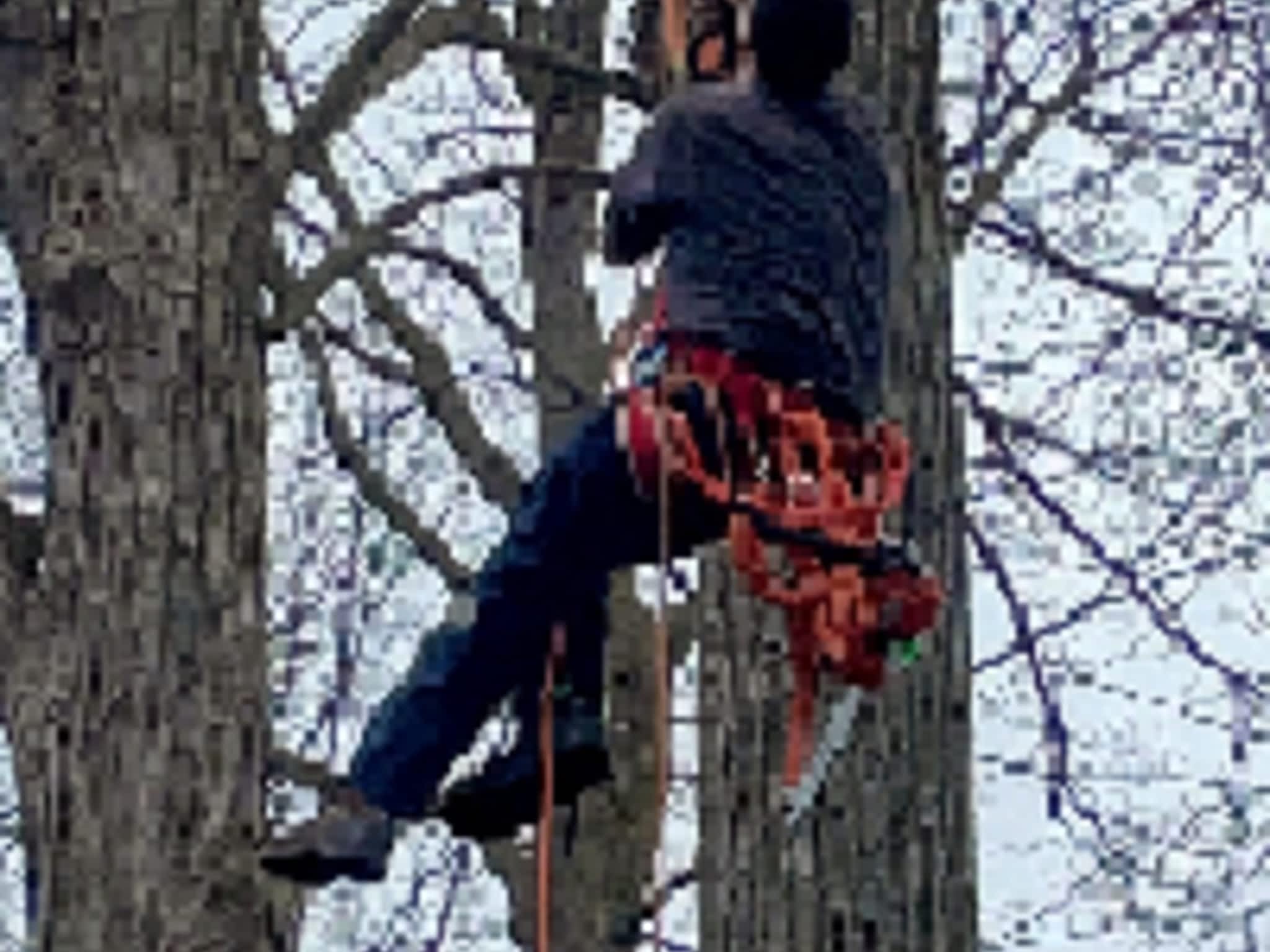 photo Ash Tree Service