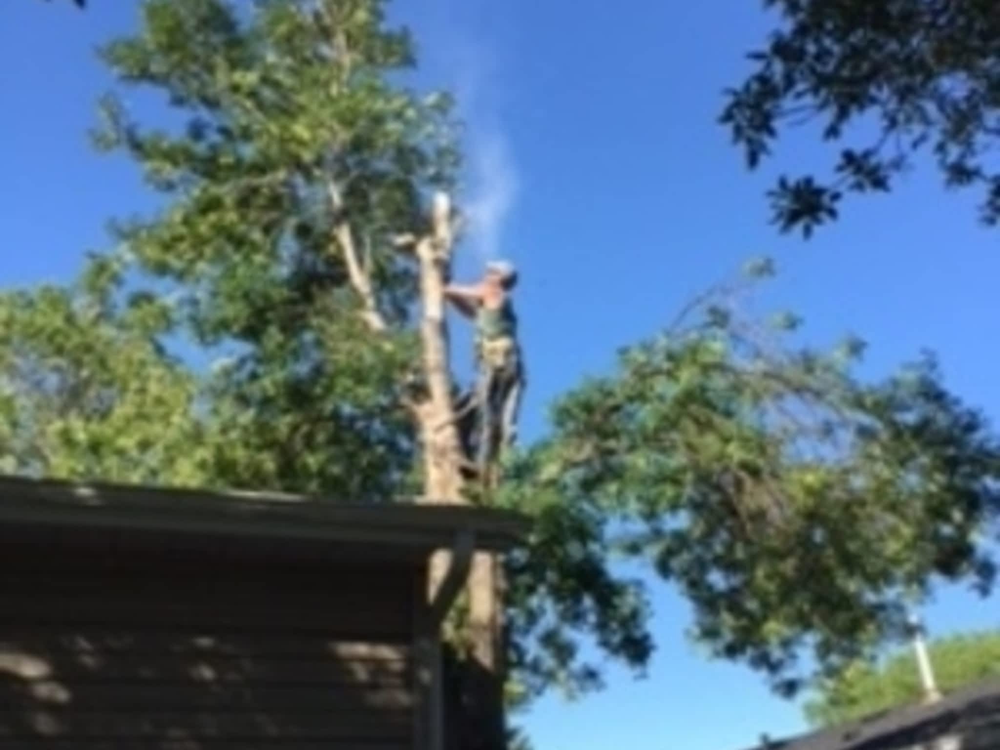 photo CarLen Tree Service