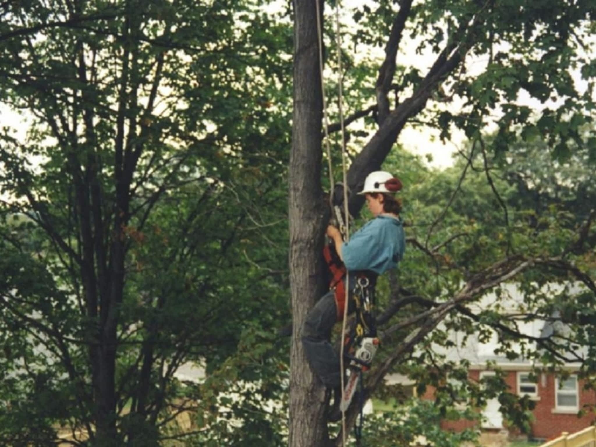 photo Tim's Tree Care