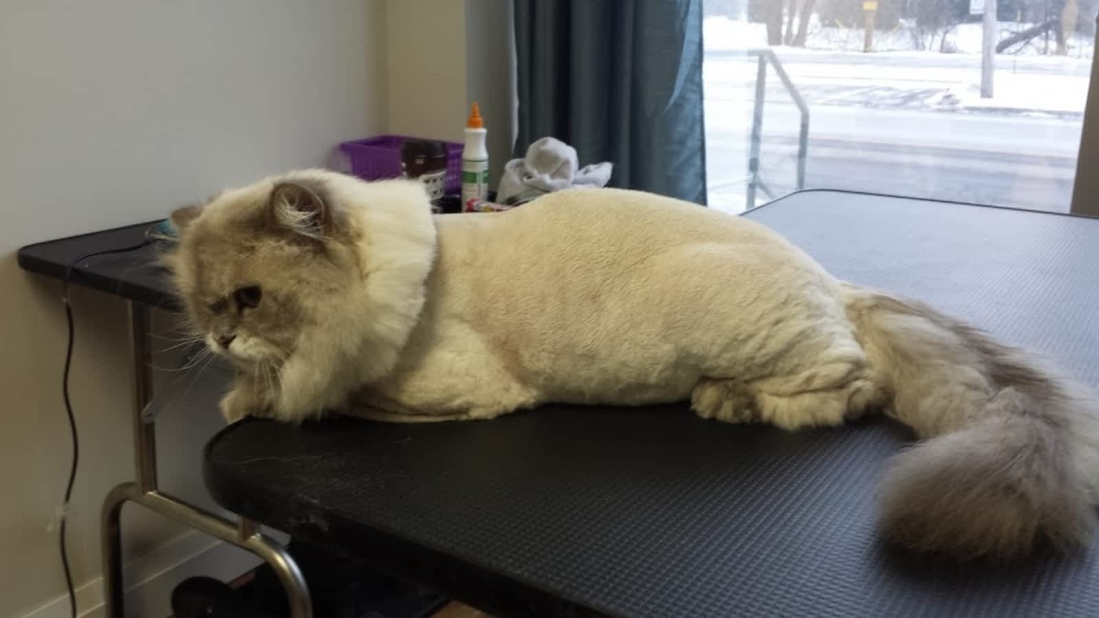 Coupe Lion Salon Pour Chat Horaire D Ouverture 173 Av Cartier Pointe Claire Qc