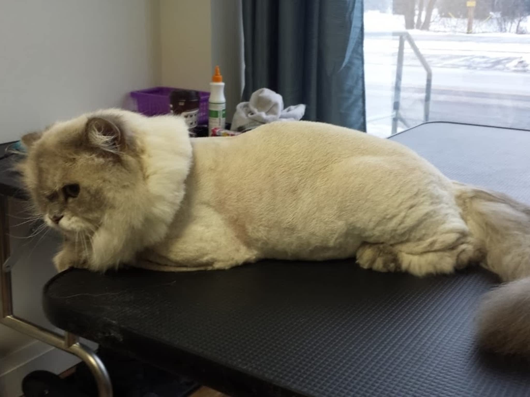 photo Lion Kuts - Cat Salon
