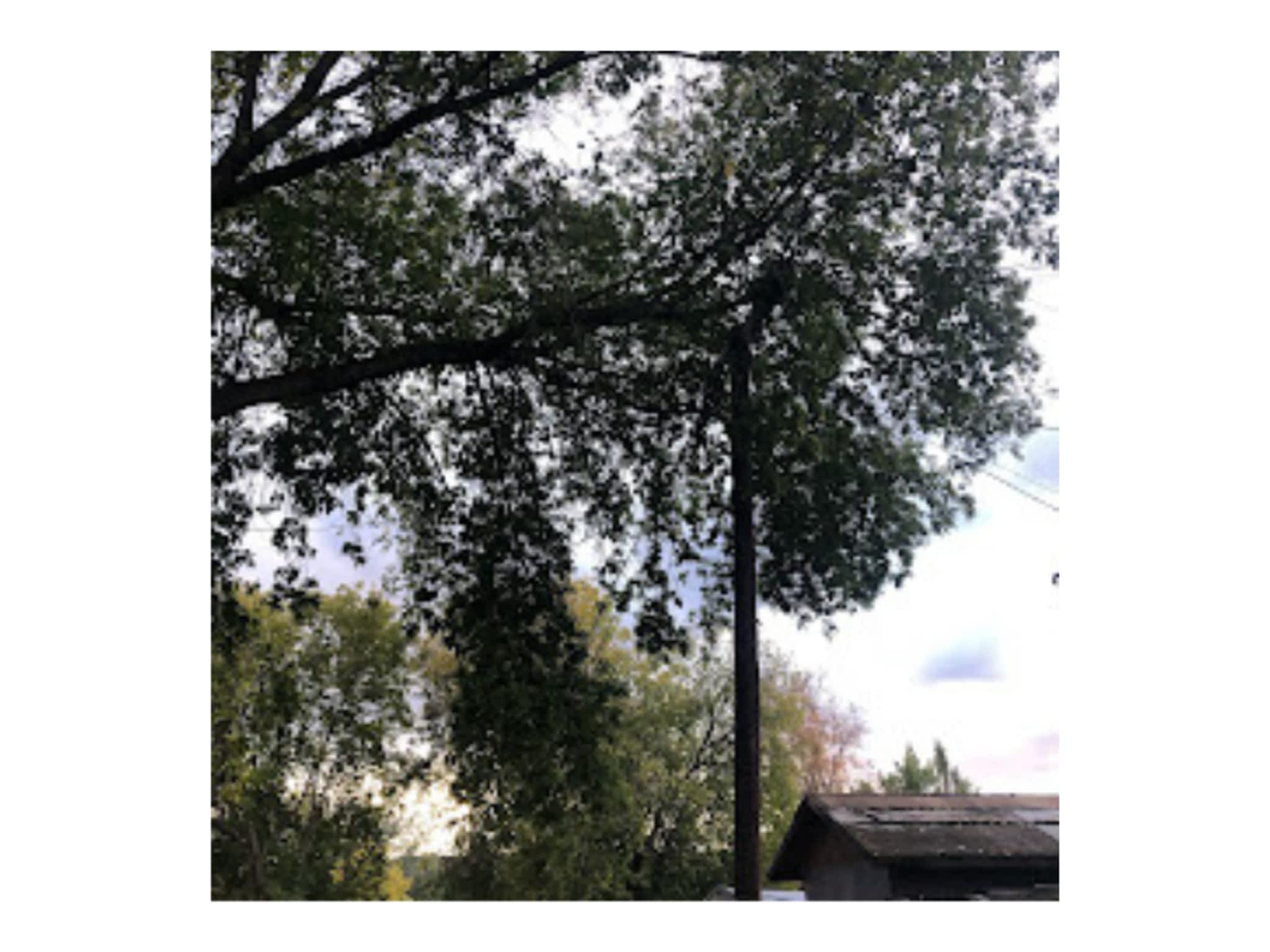 photo Western Arborist Services