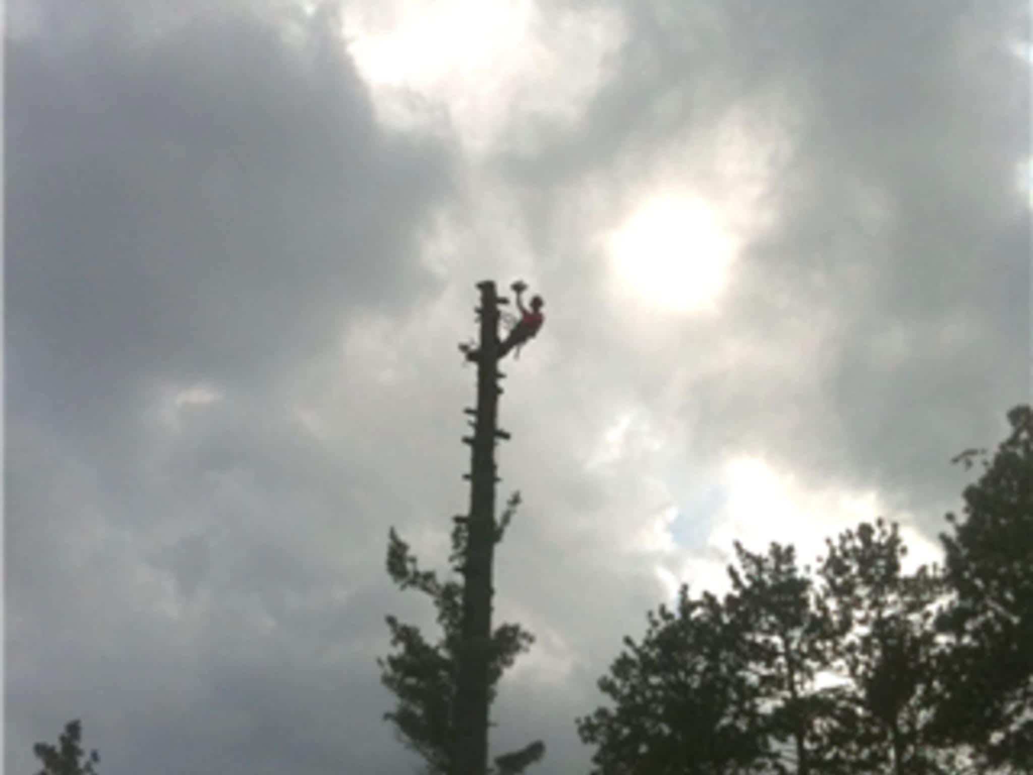 photo Allmac Tree Service