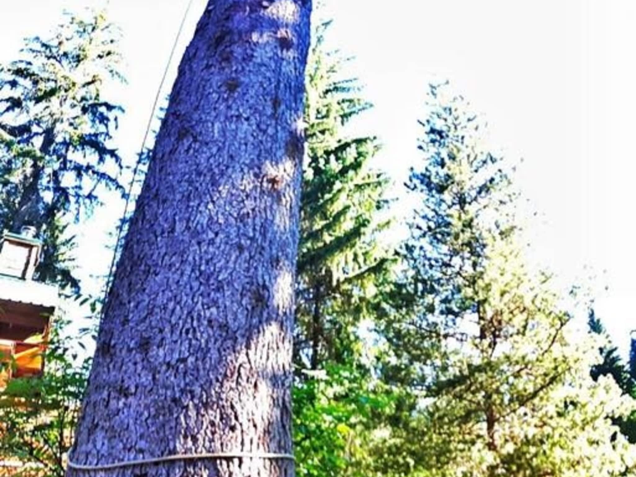 photo Windfirm Tree Services