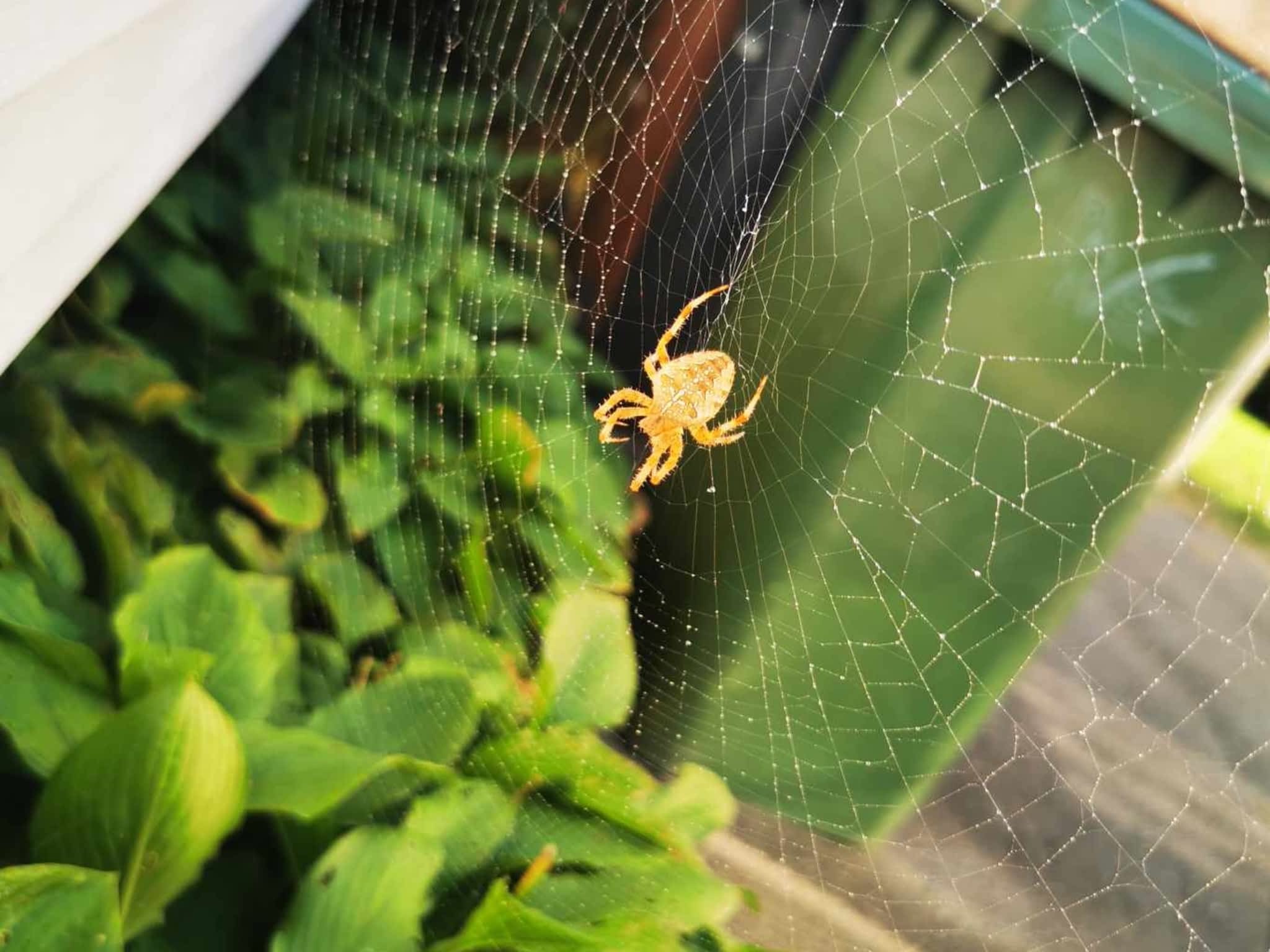 photo D Solution Extermination