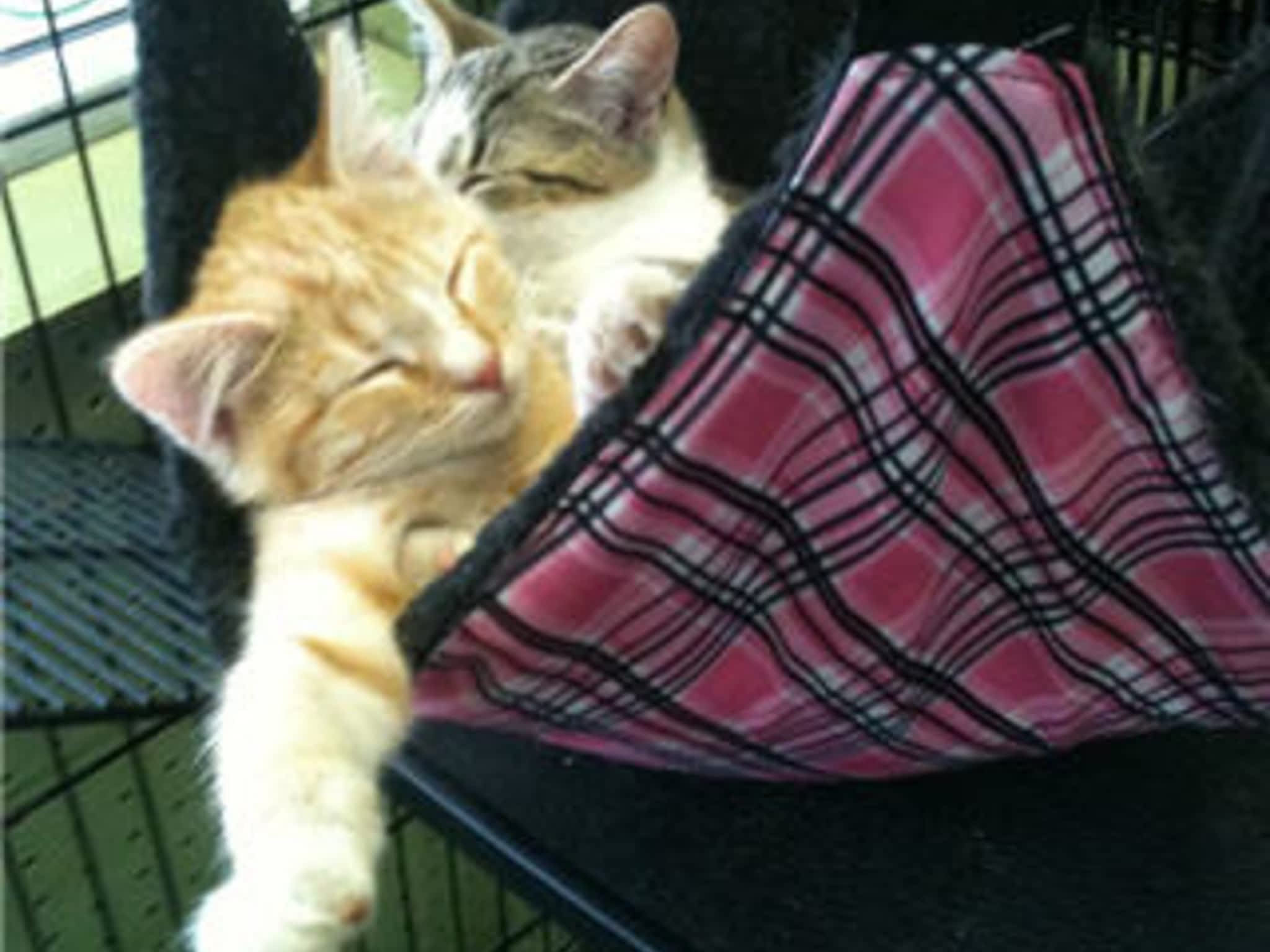 photo Animal Essentials