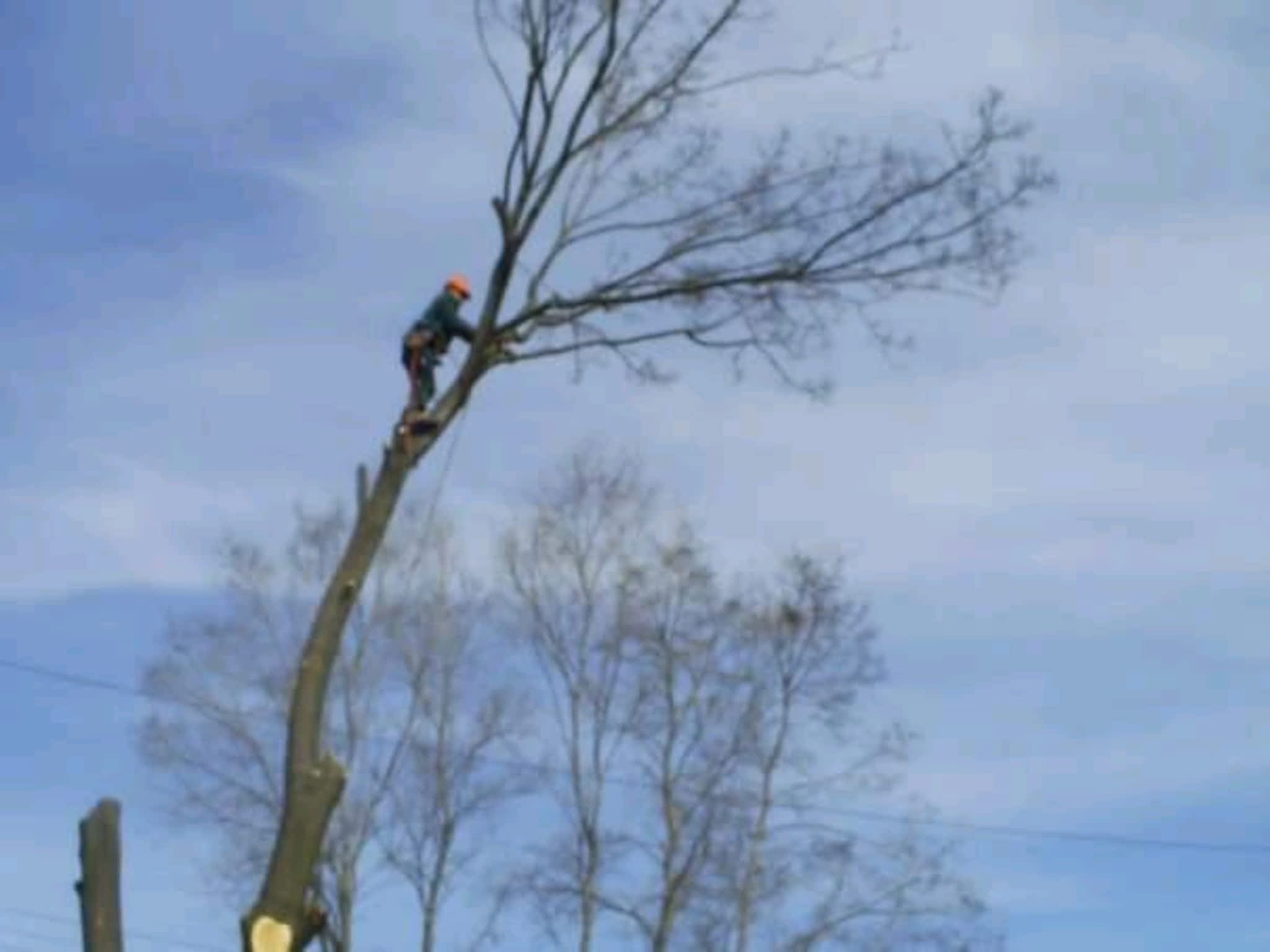 photo Stark's Tree Service