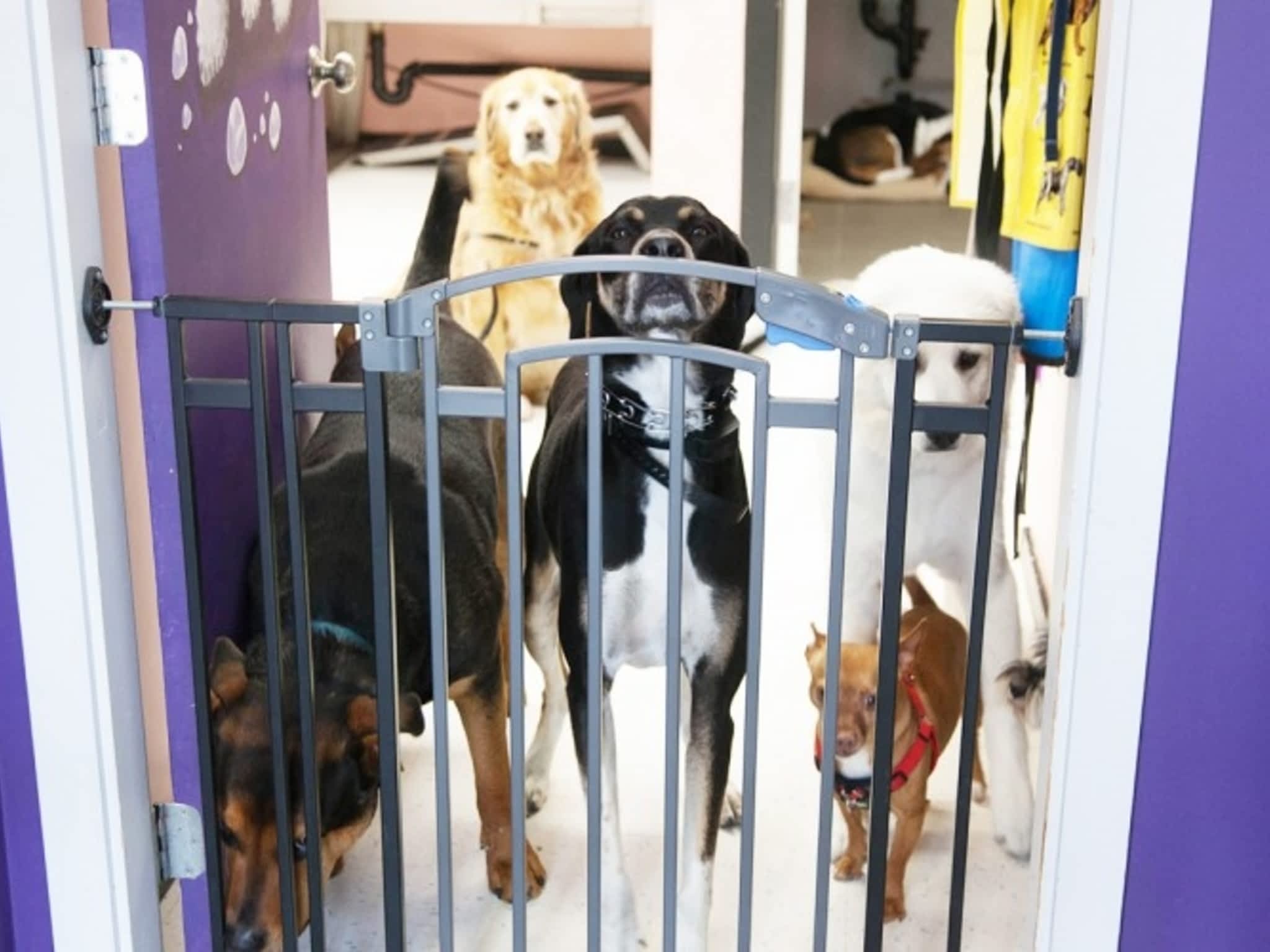 photo The Posh Pooch Doggy Daycare & Spa Inc