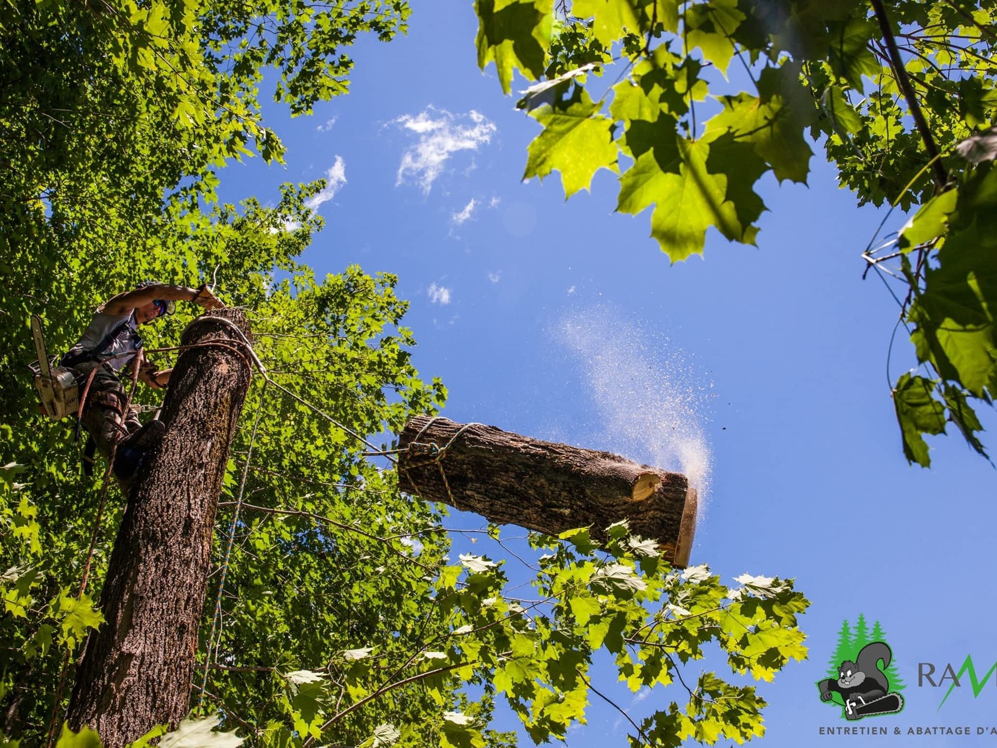 photo Service d'Arbres Alpha - Élagage Québec