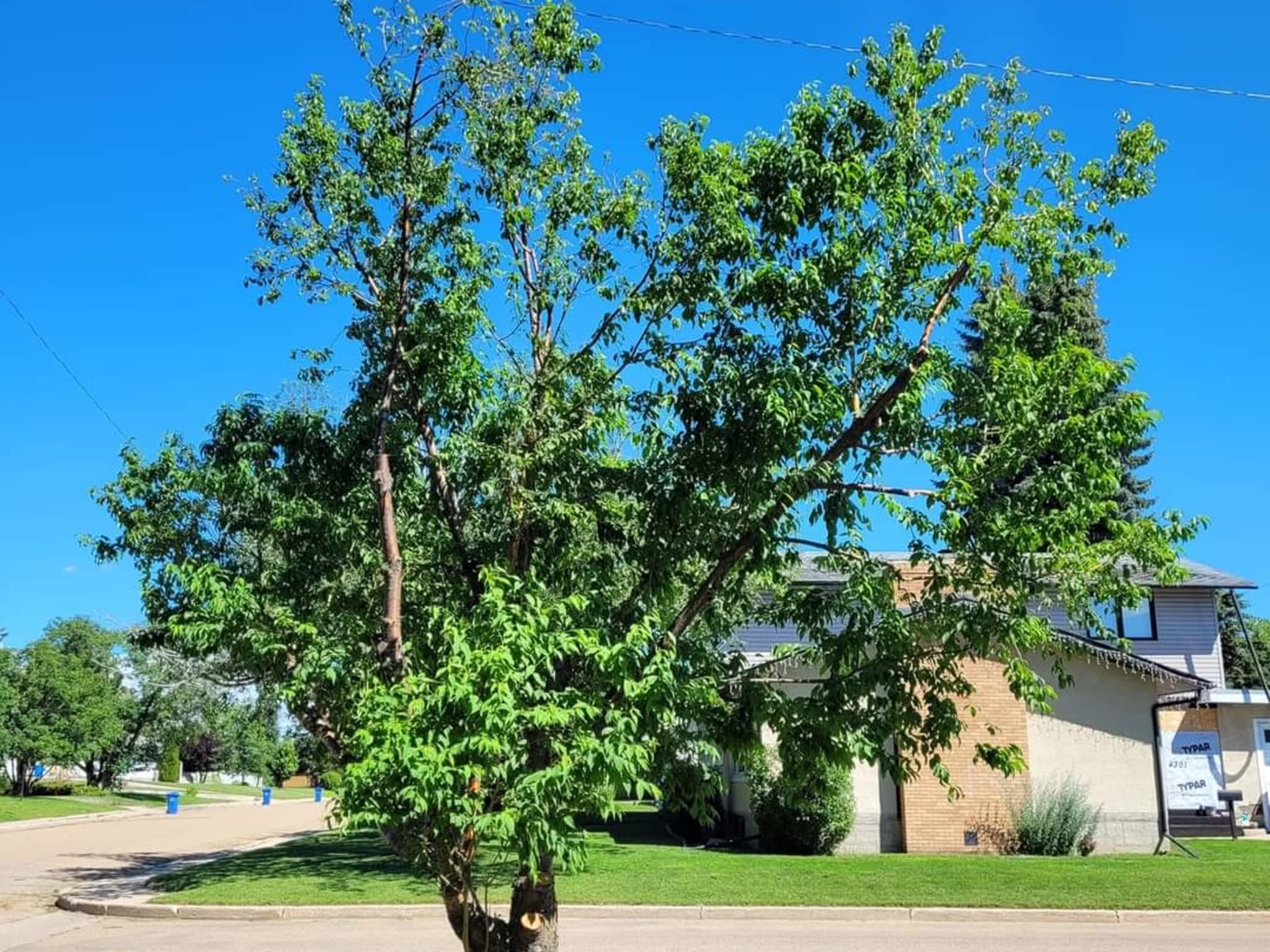 photo Tribe Tree and Yard Services