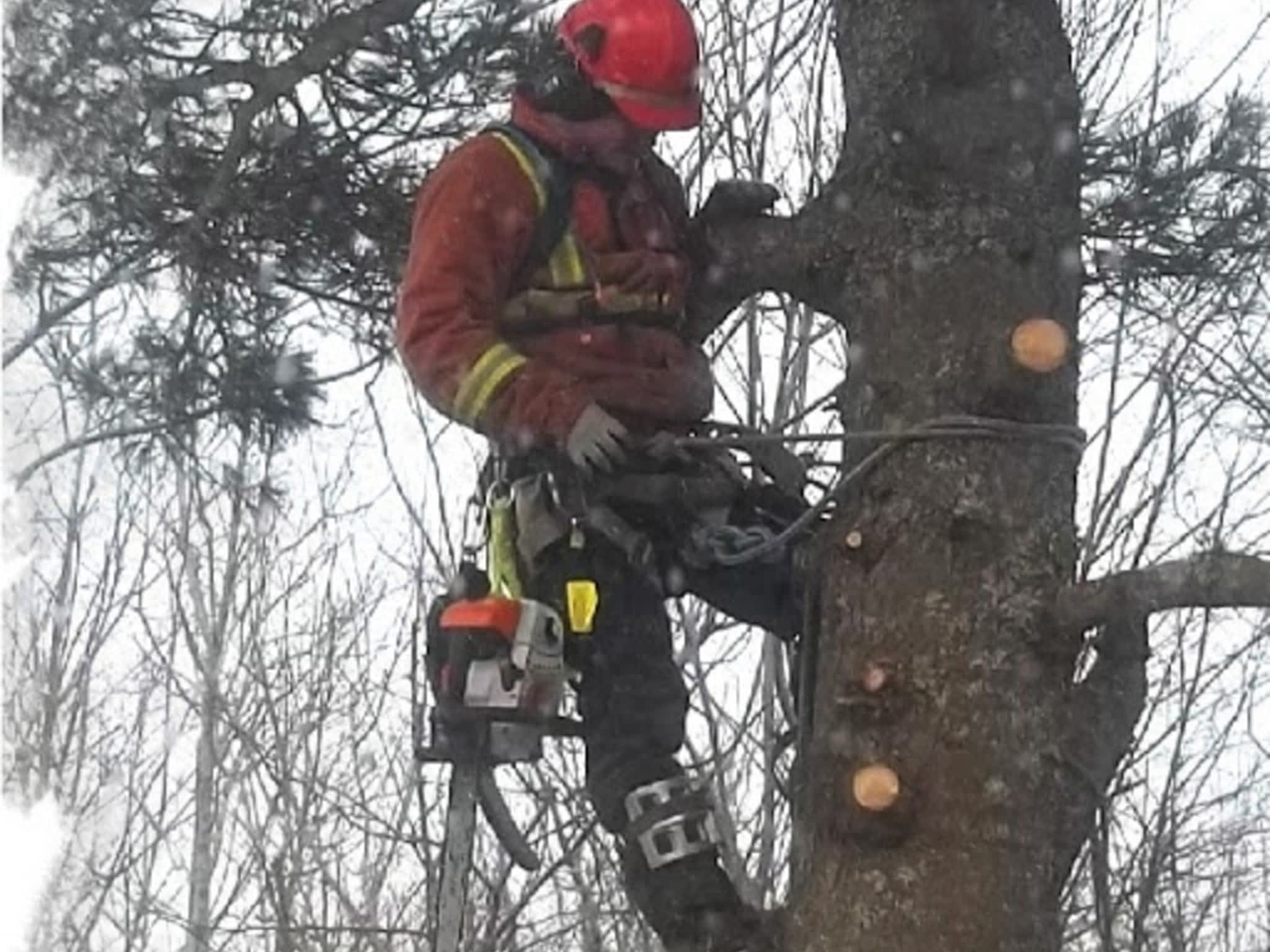 photo Solid Tree Care