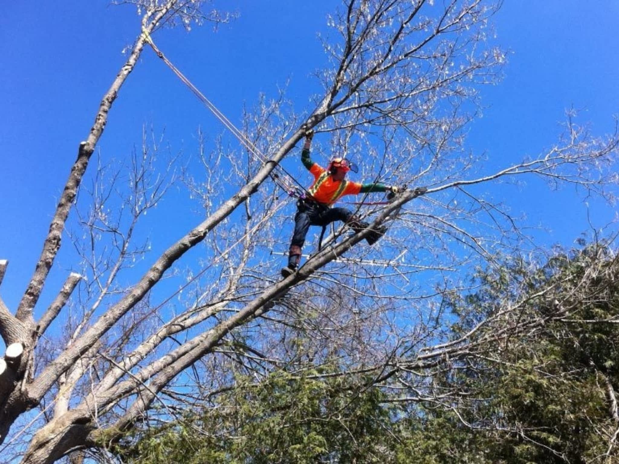 photo Ascend Tree Services