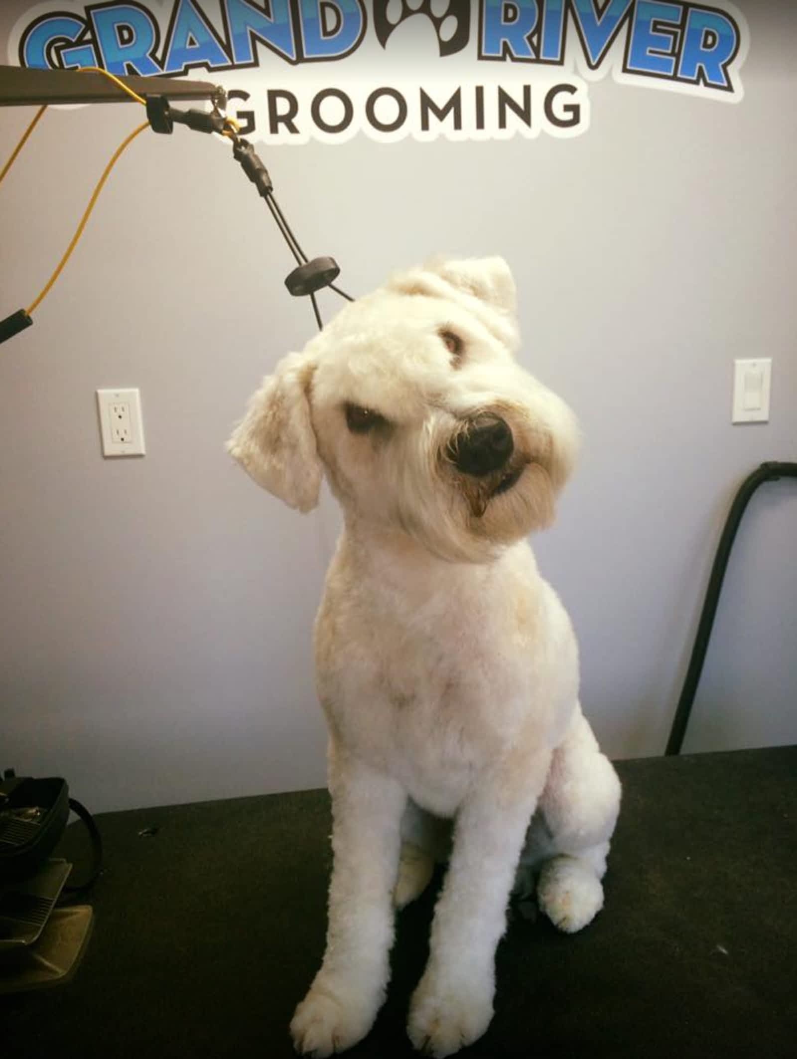 grooming dog salon