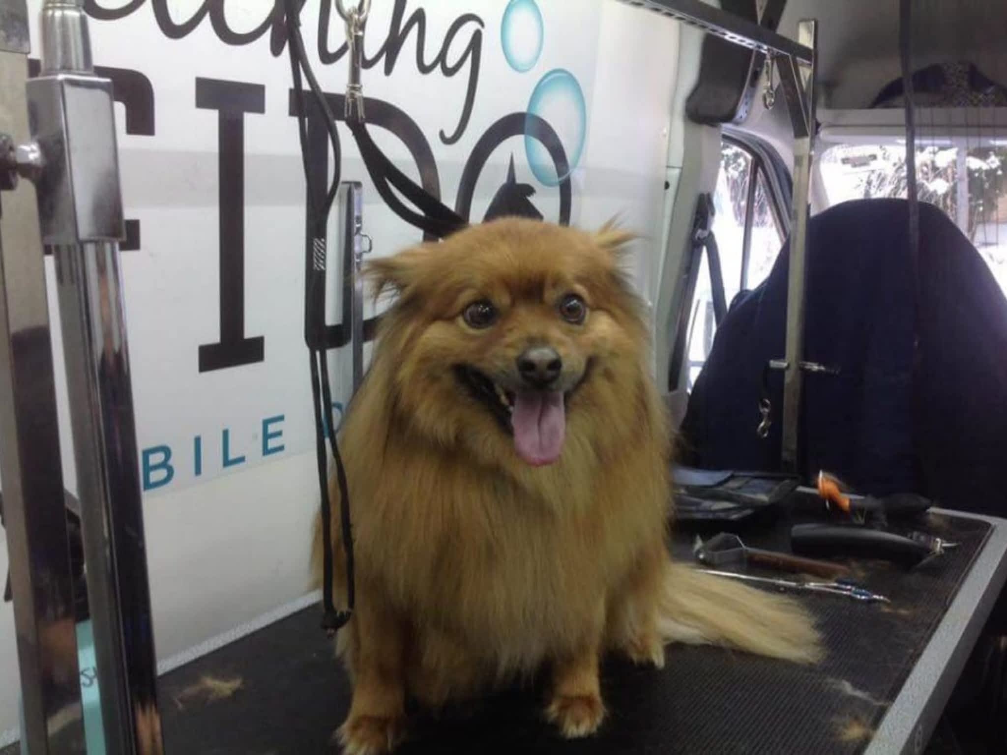 photo Fetching Fido Ltd