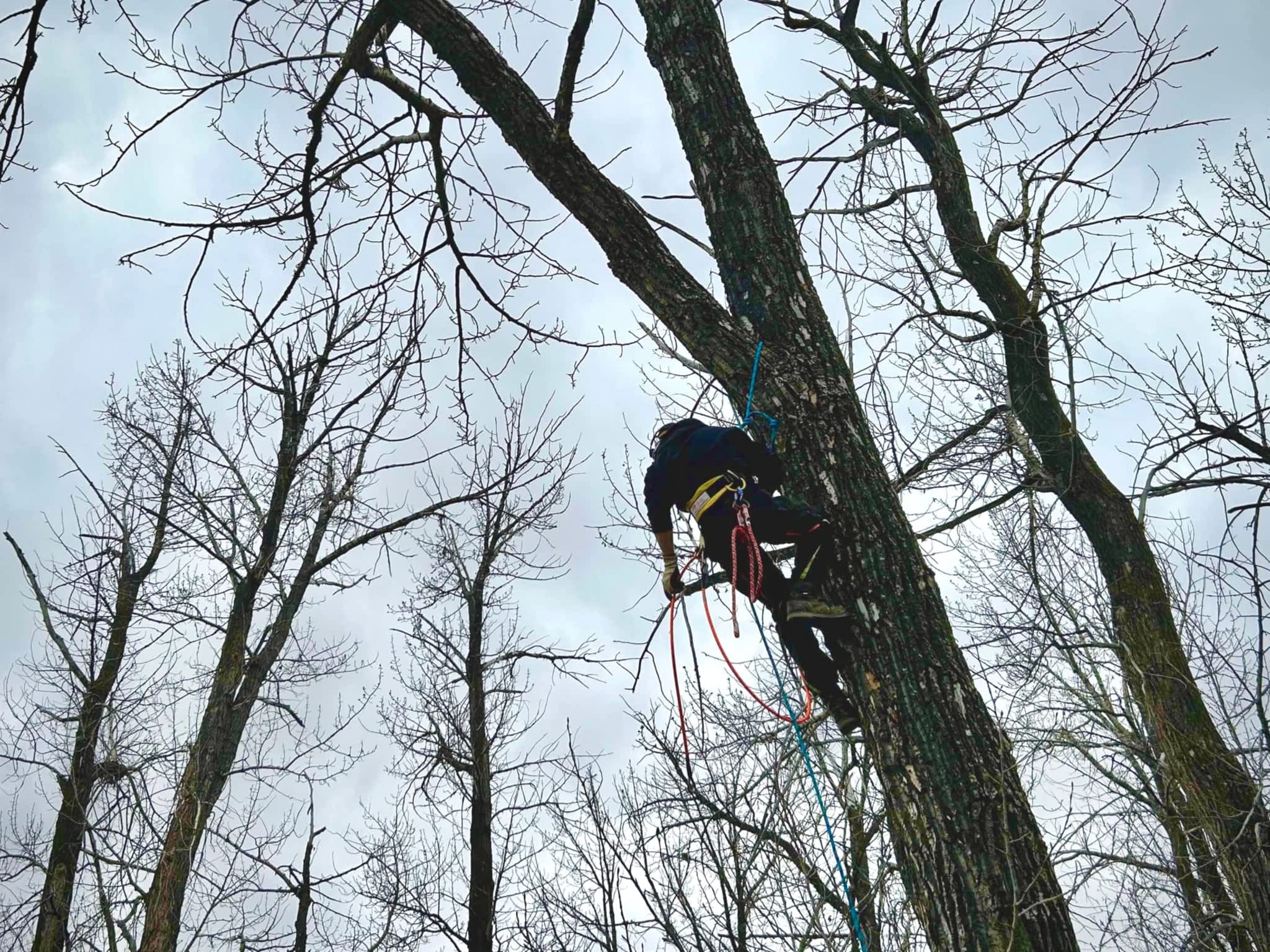 photo Hinni Tree Services