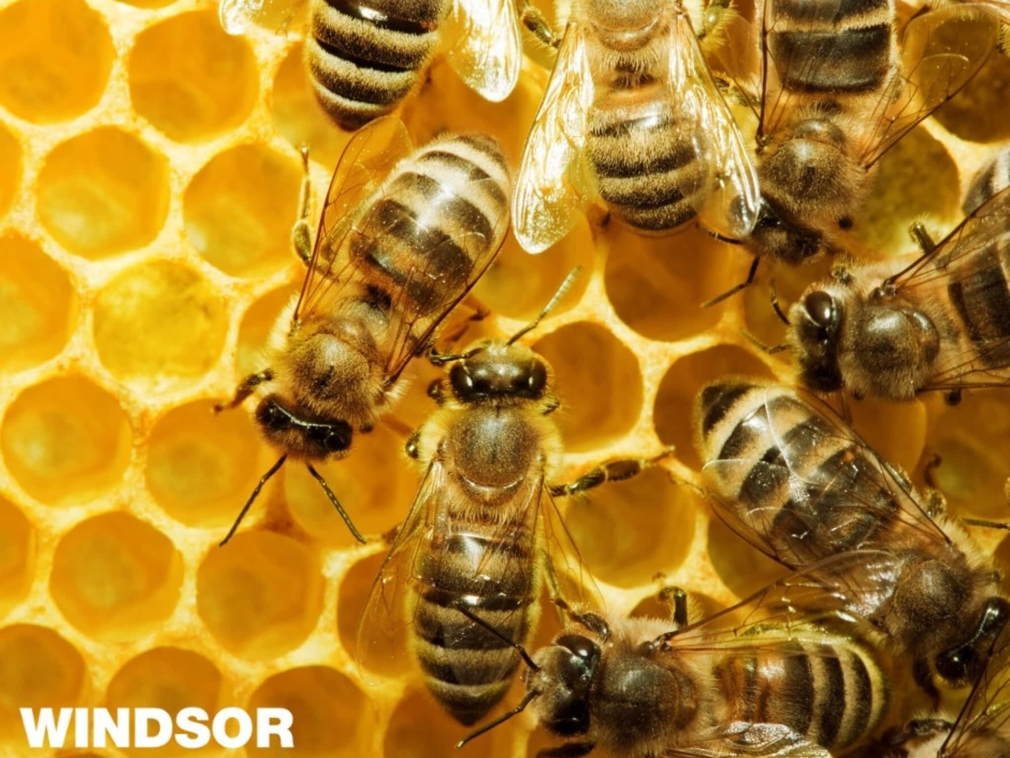 photo Windsor Pest Control