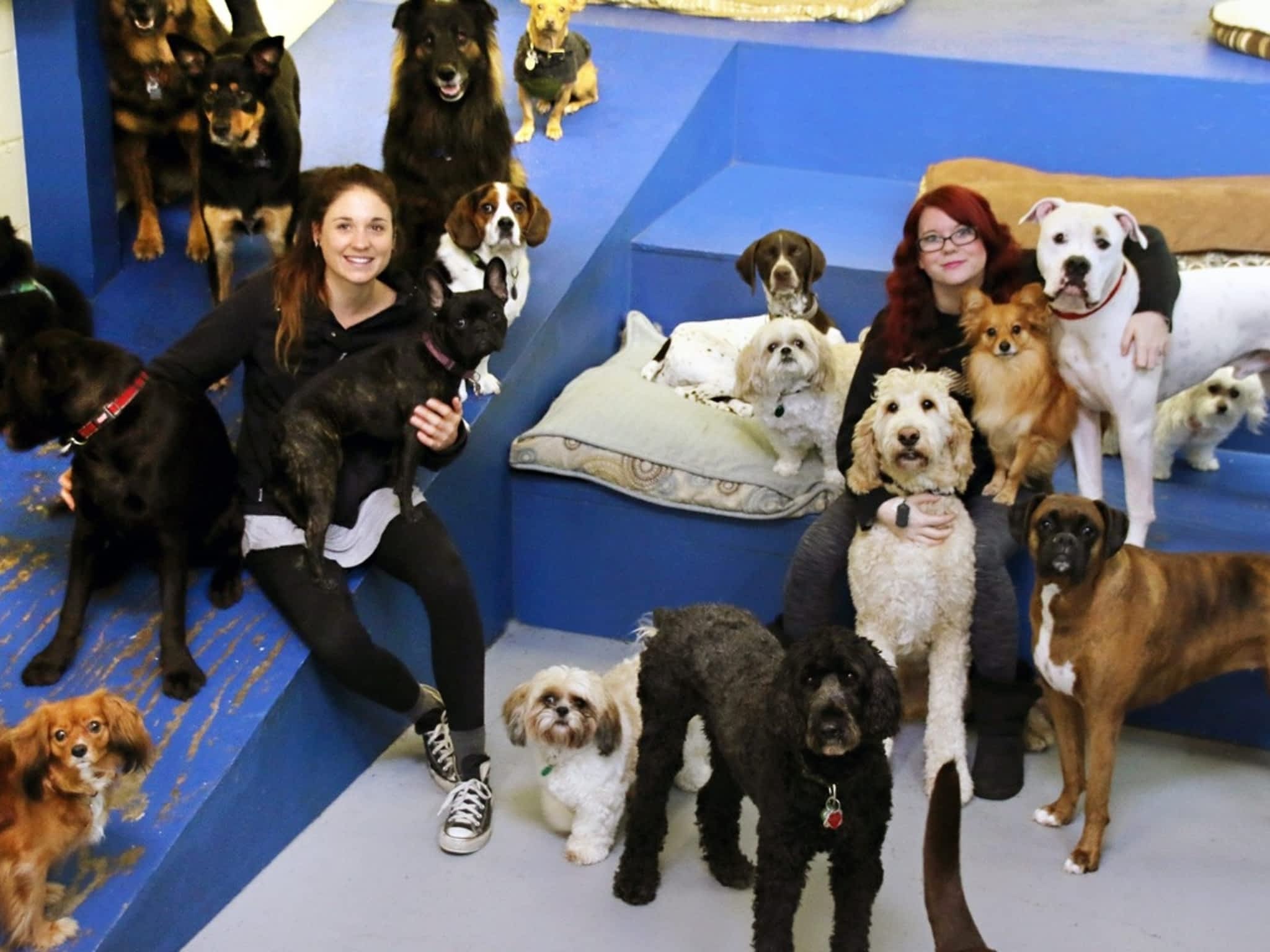photo Metro Dogs Daycare & Grooming Salon