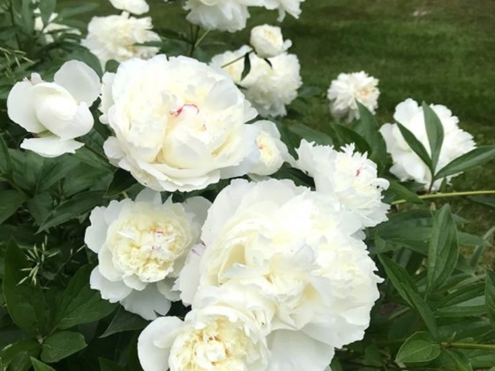 photo Kackenhoff Nurseries Ltd