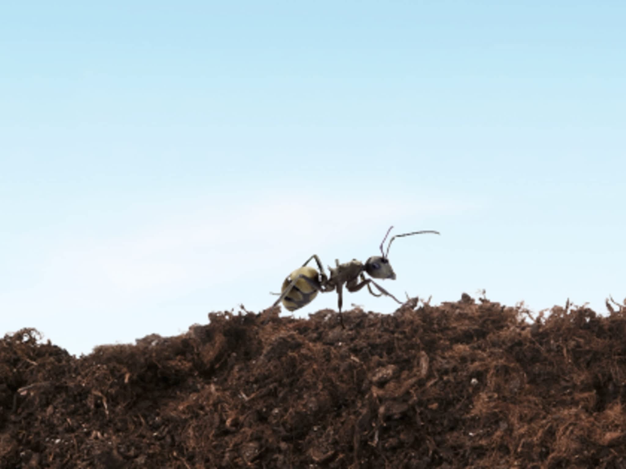 photo VEXT - Exterminateur Lévis