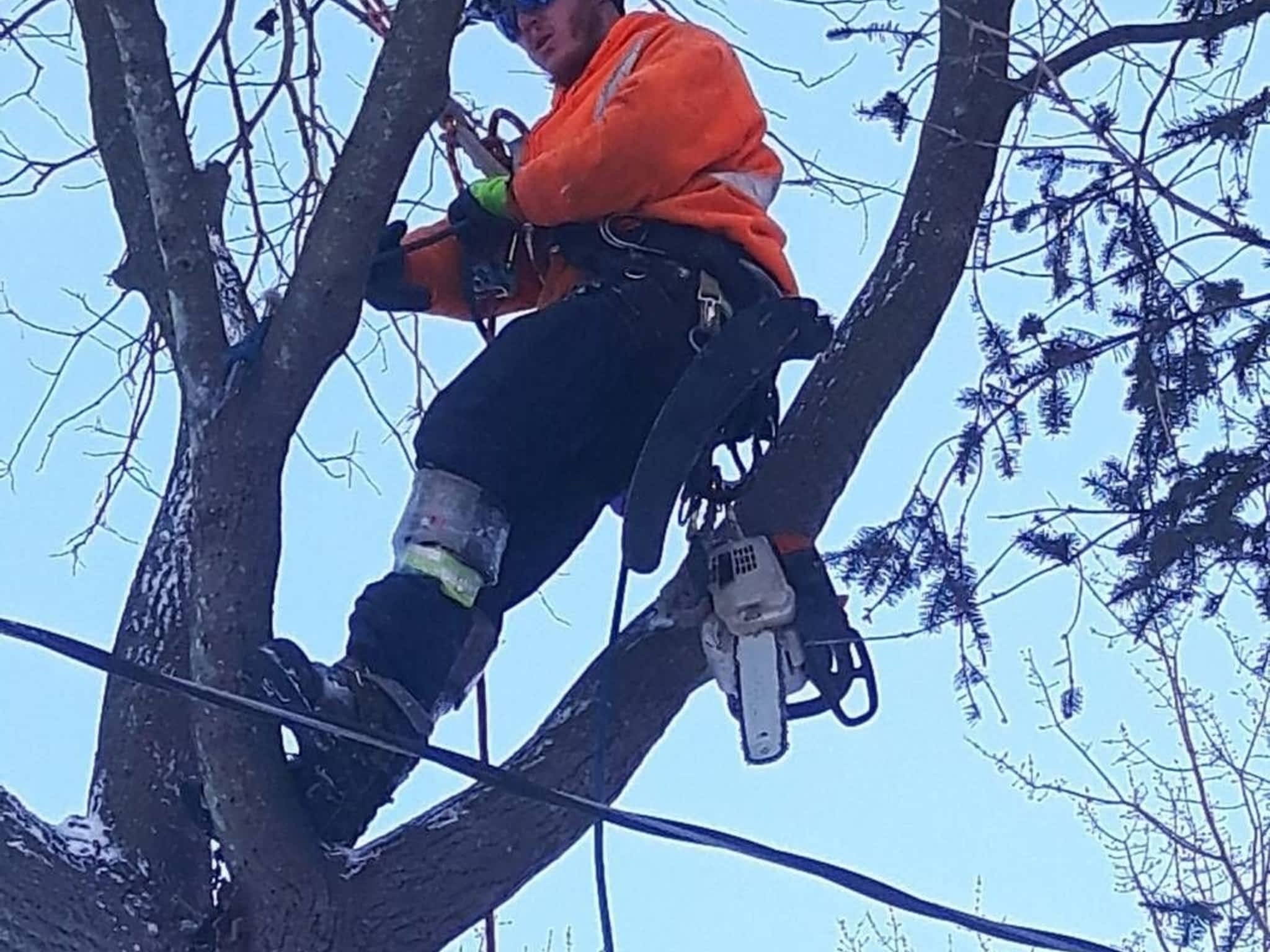 photo Wright's Tree Care
