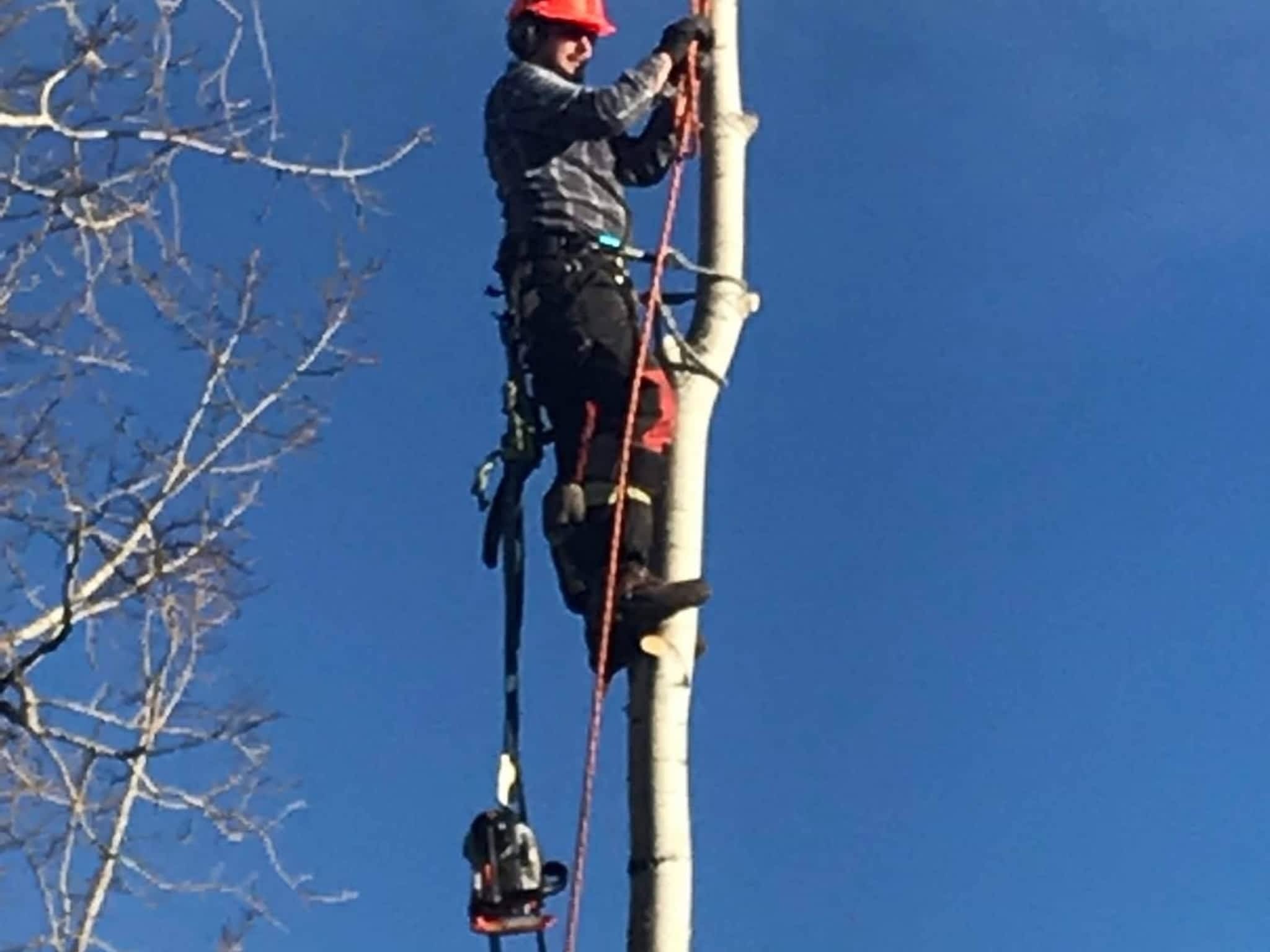 photo Wileys Tree Services