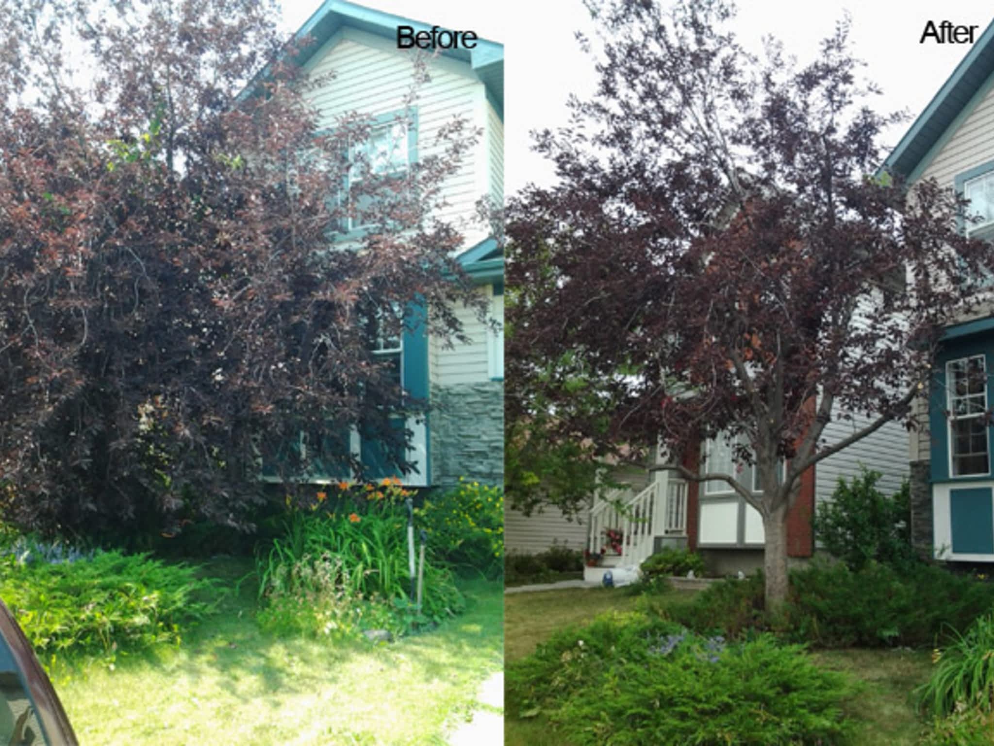 photo Black Bird Arborist