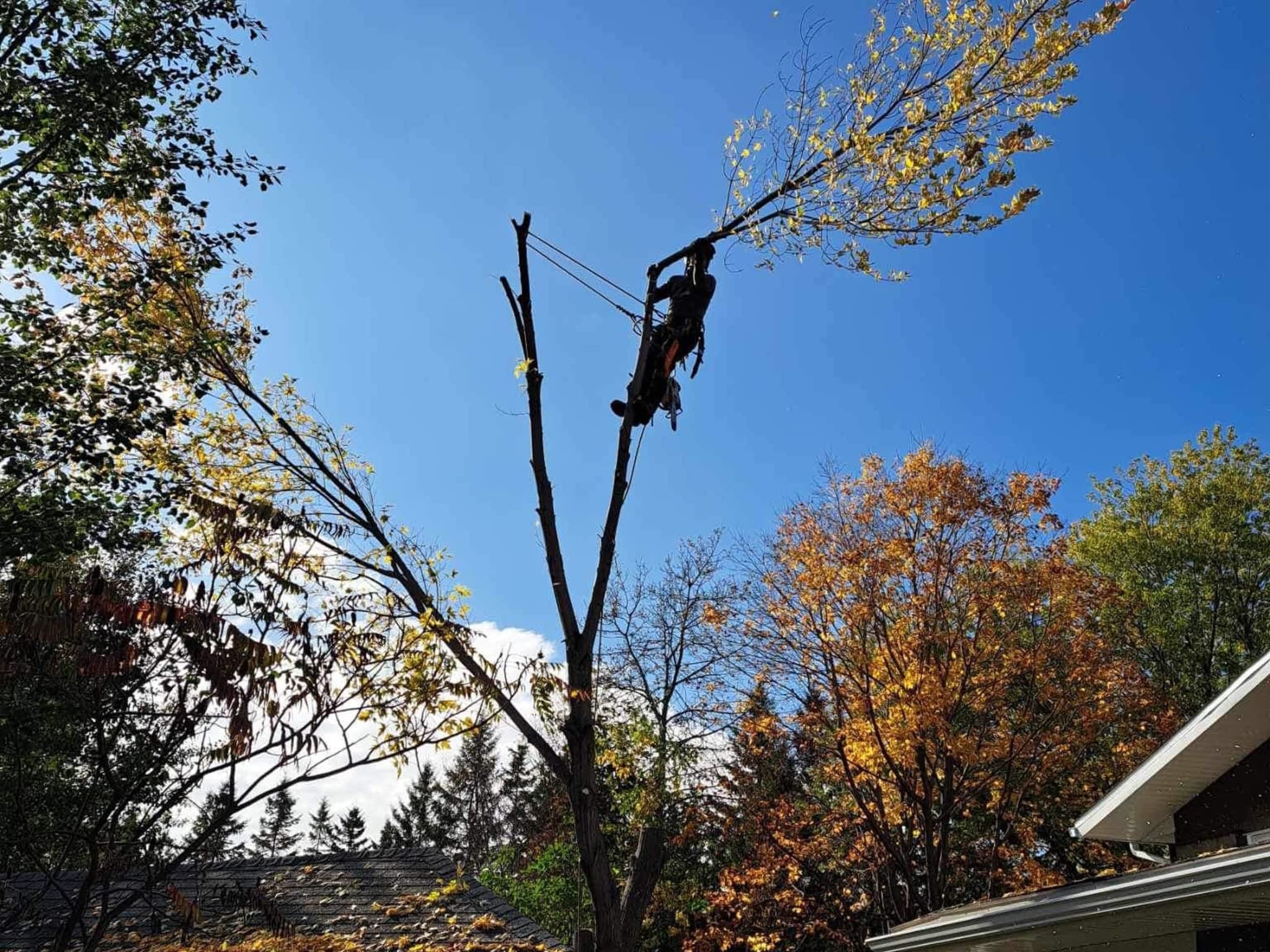 photo Arboriculture DB Inc.