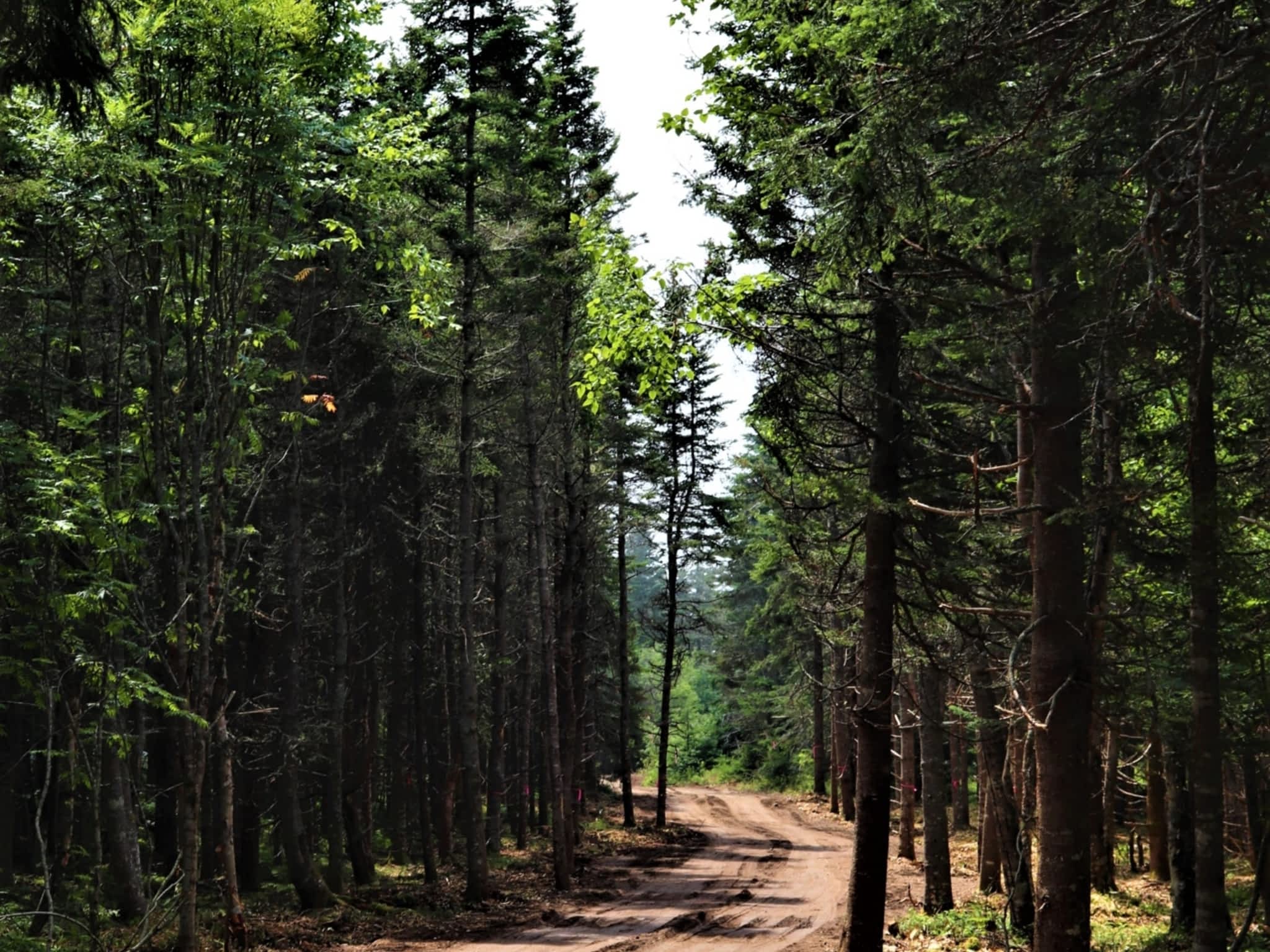 photo Halpin Excavating