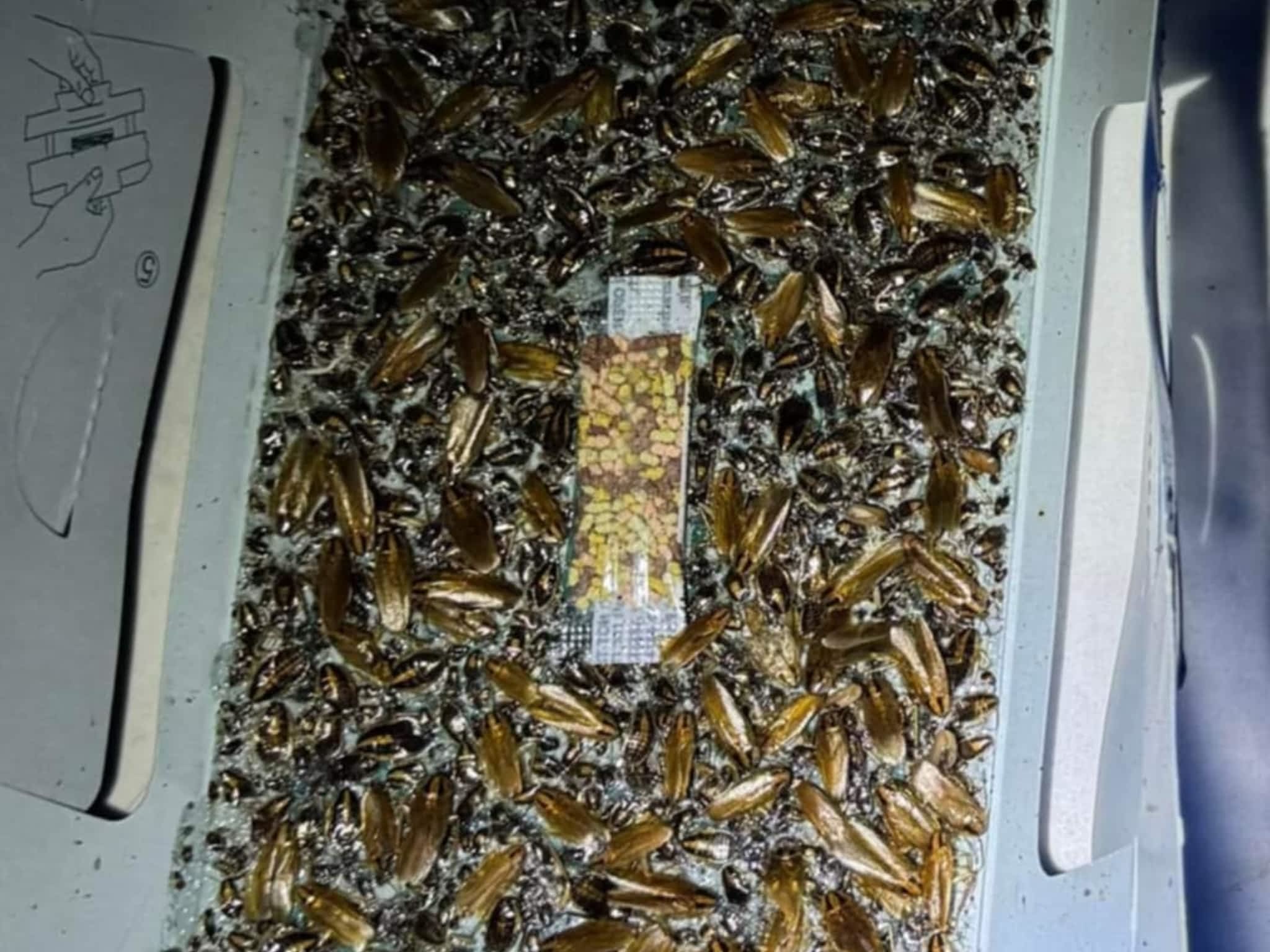 photo D Solution Extermination