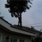 Country Tree Service - Tree Service