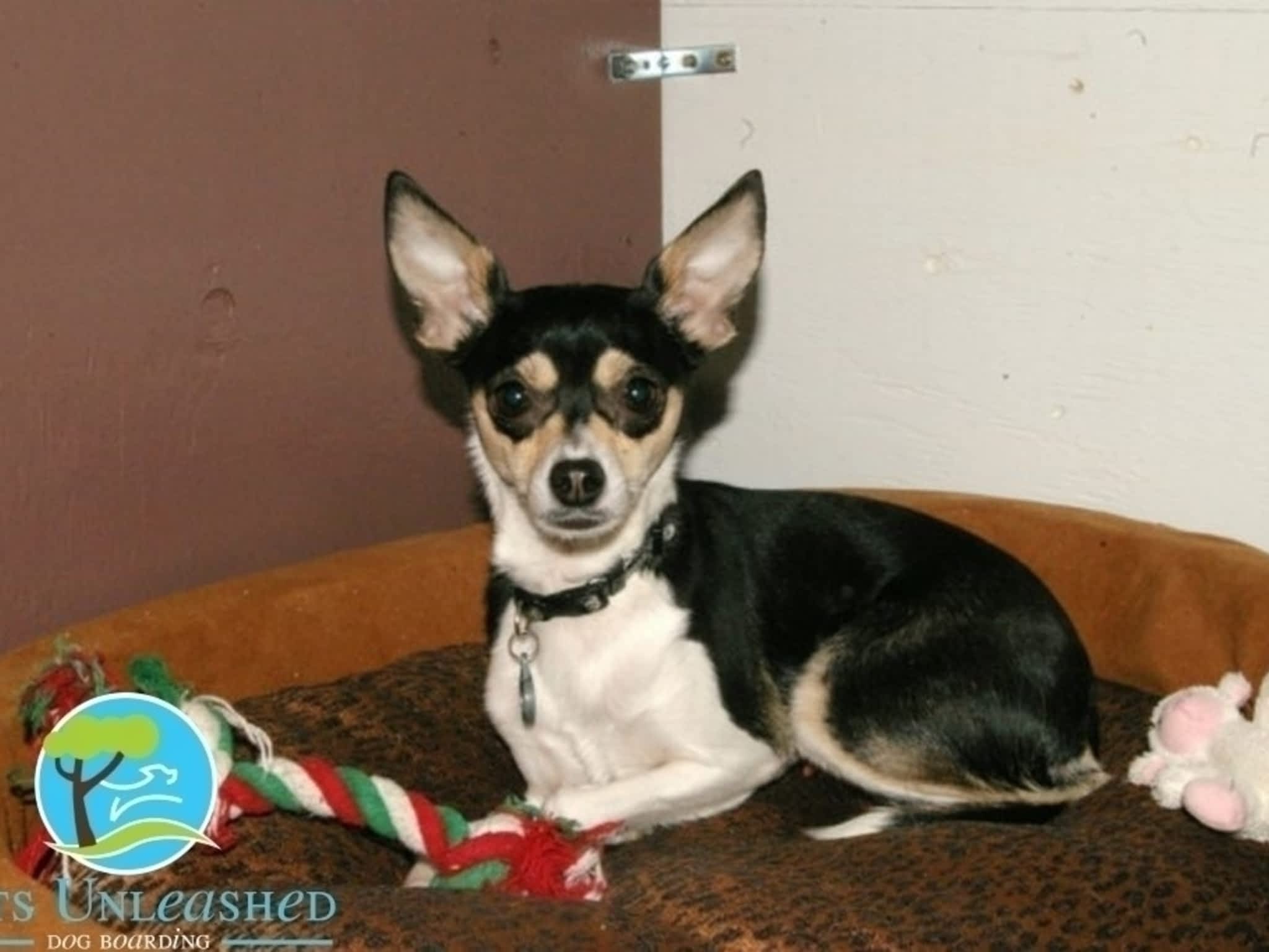 photo Pets Unleashed