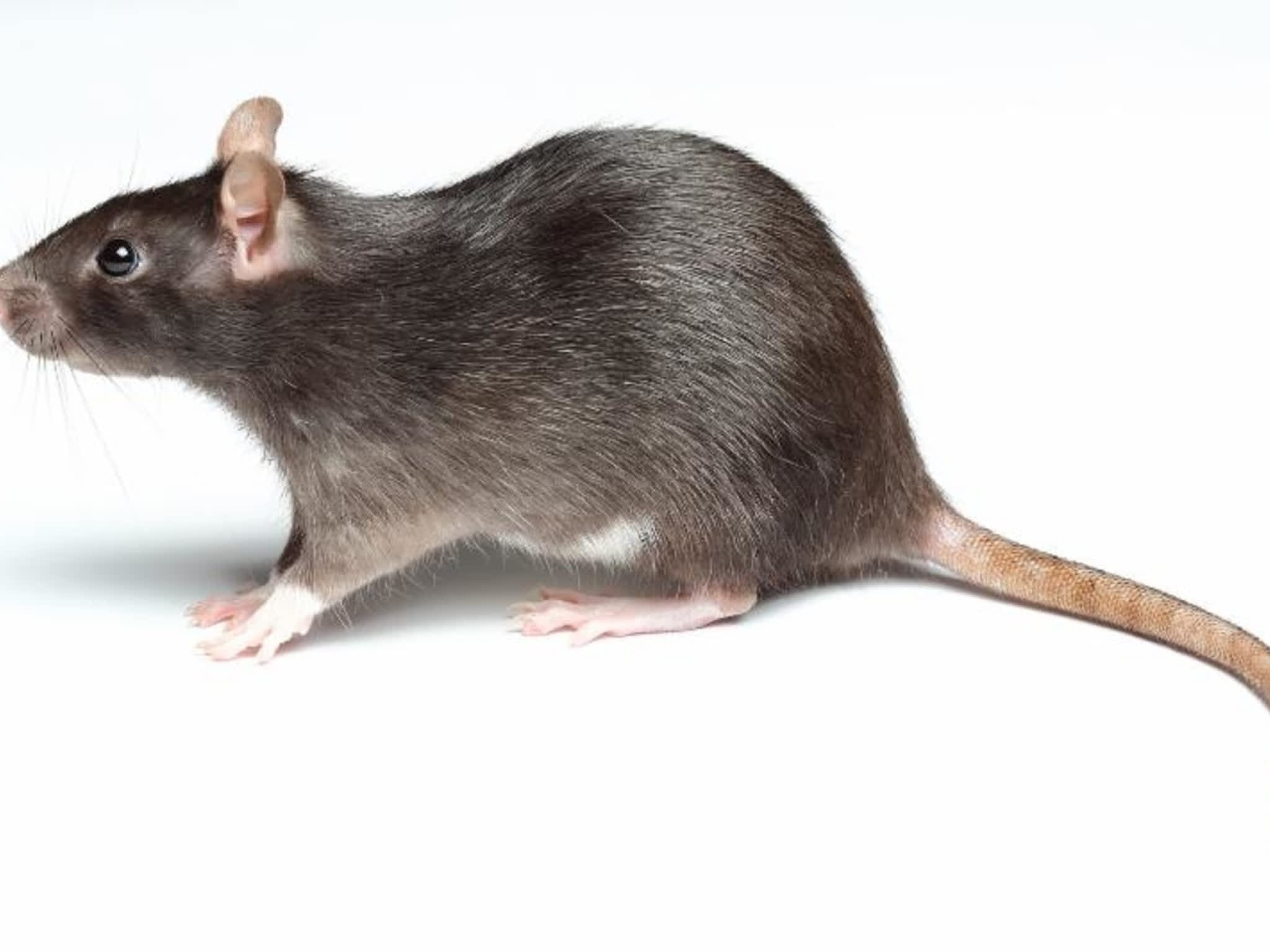 photo BM Extermination