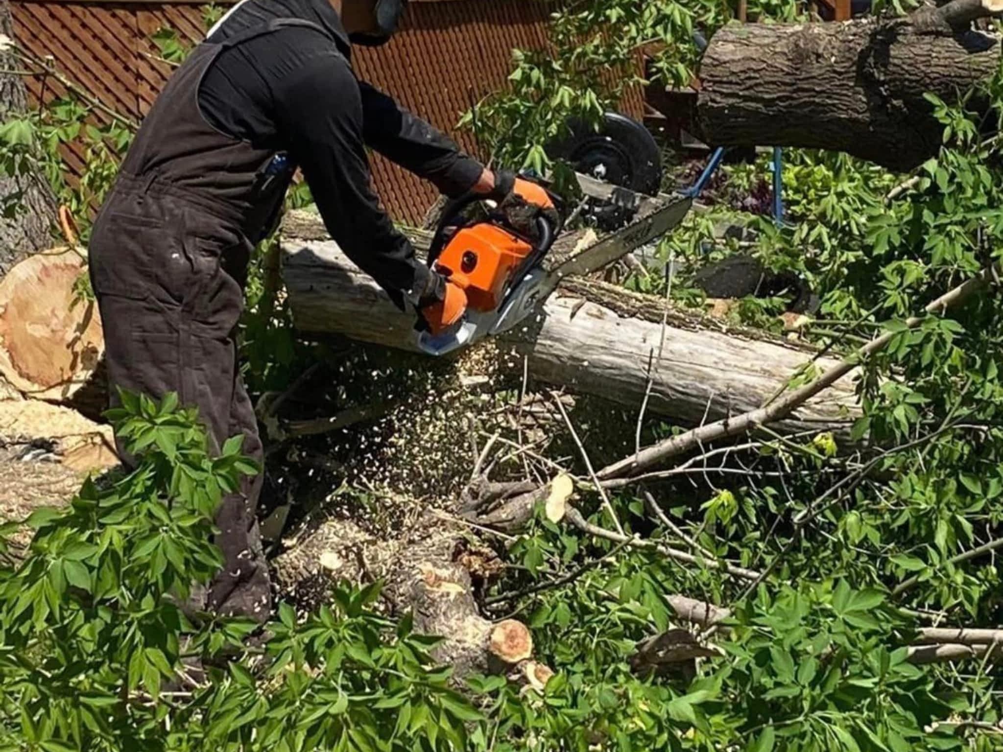 photo MTM Tree Service