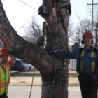 Distant Winds Tree Removal - Tree Service