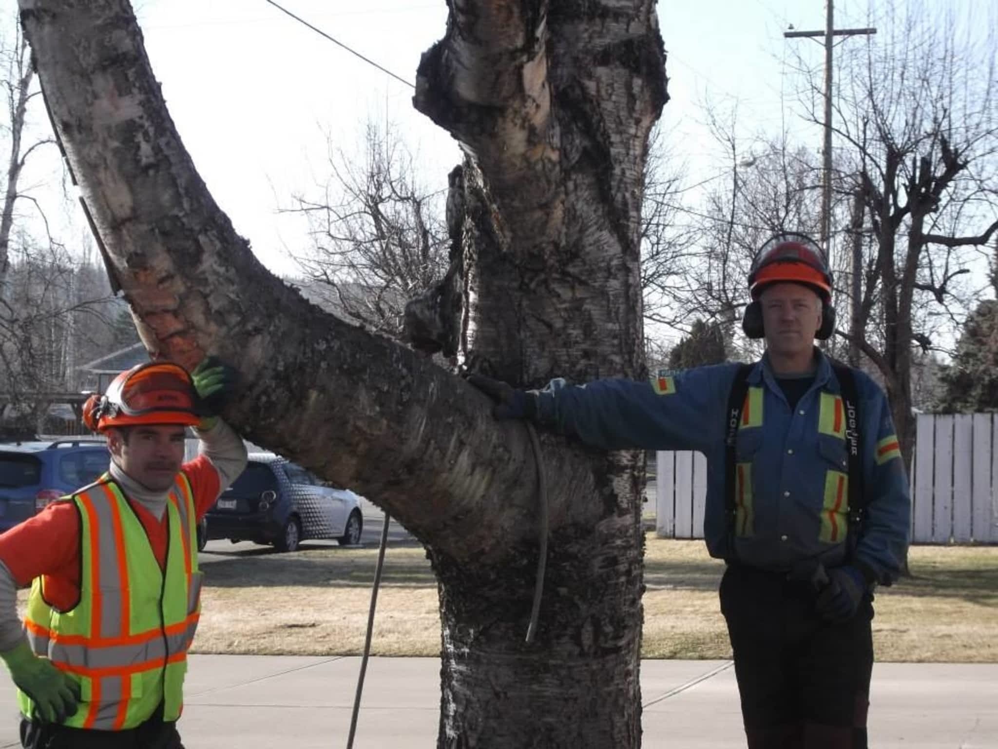 photo Distant Winds Tree Removal