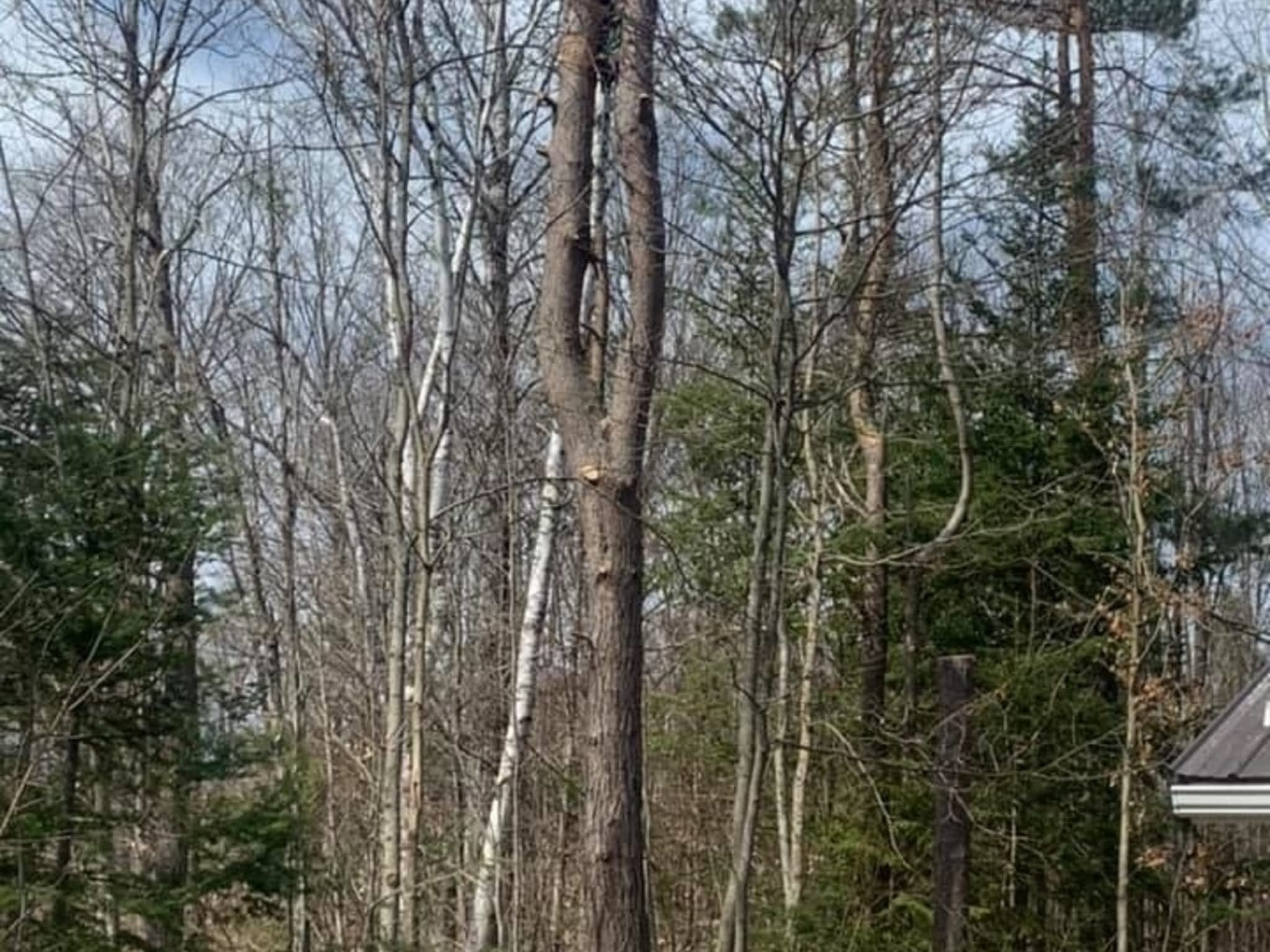 photo Sargeant Tree Removal
