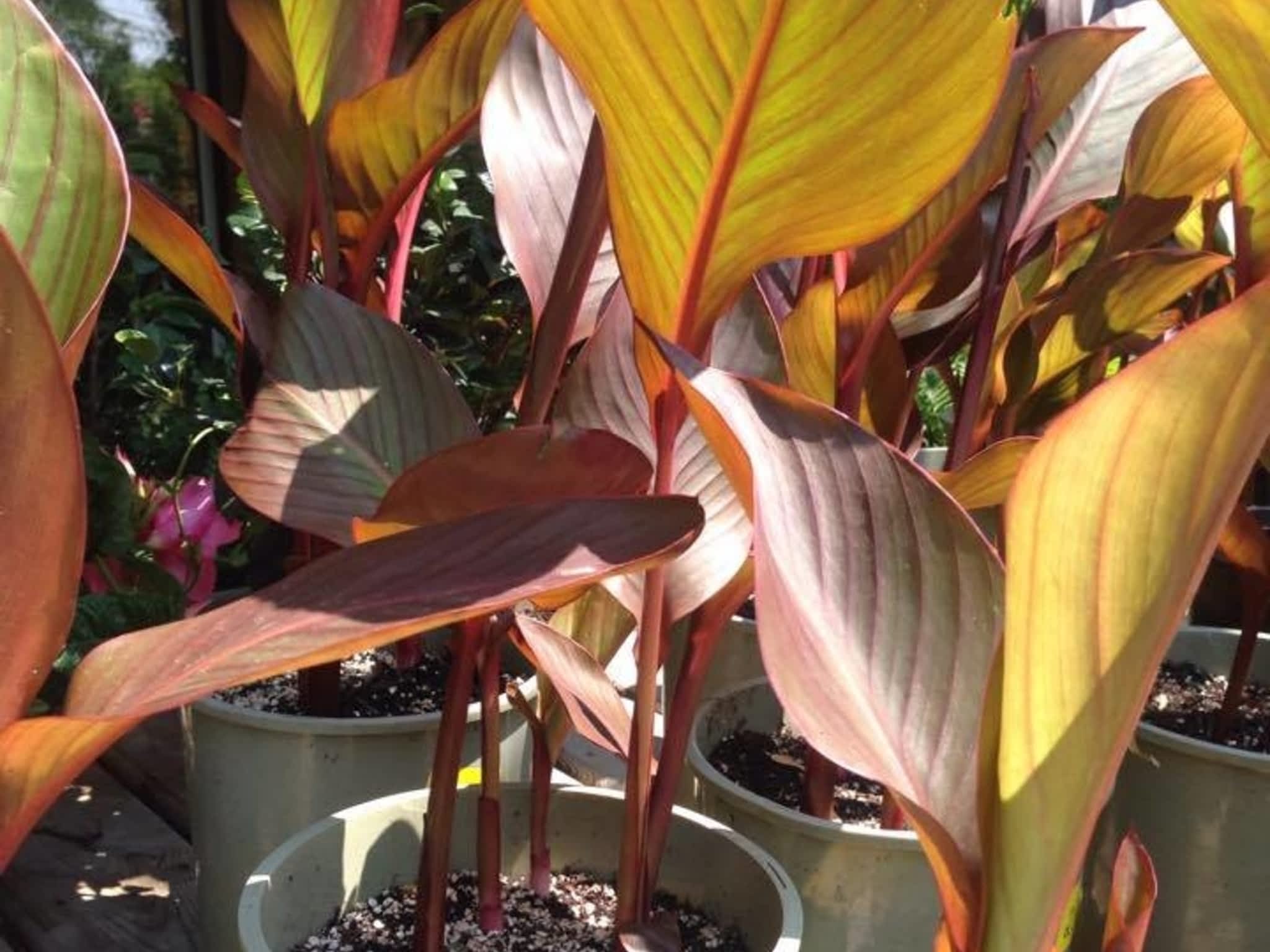 photo Gauld Nurseries Ltd
