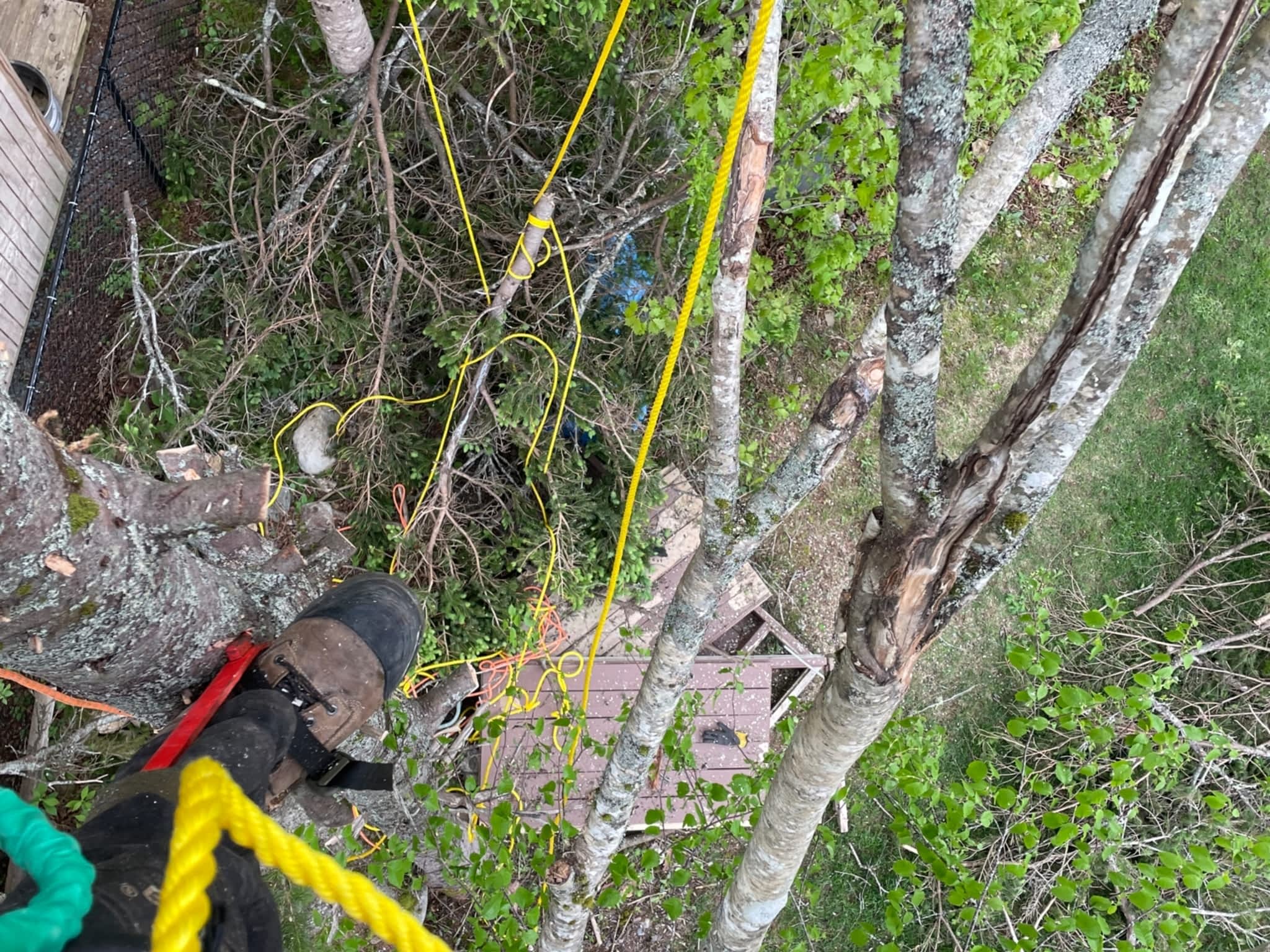 photo Brad's Tree Pro