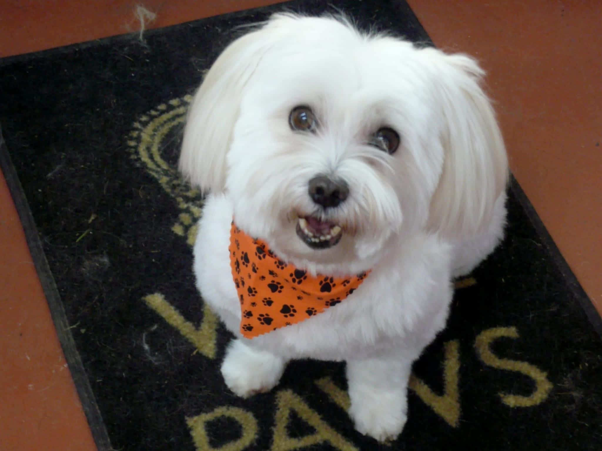 photo The Grateful Pooch Grooming & Design