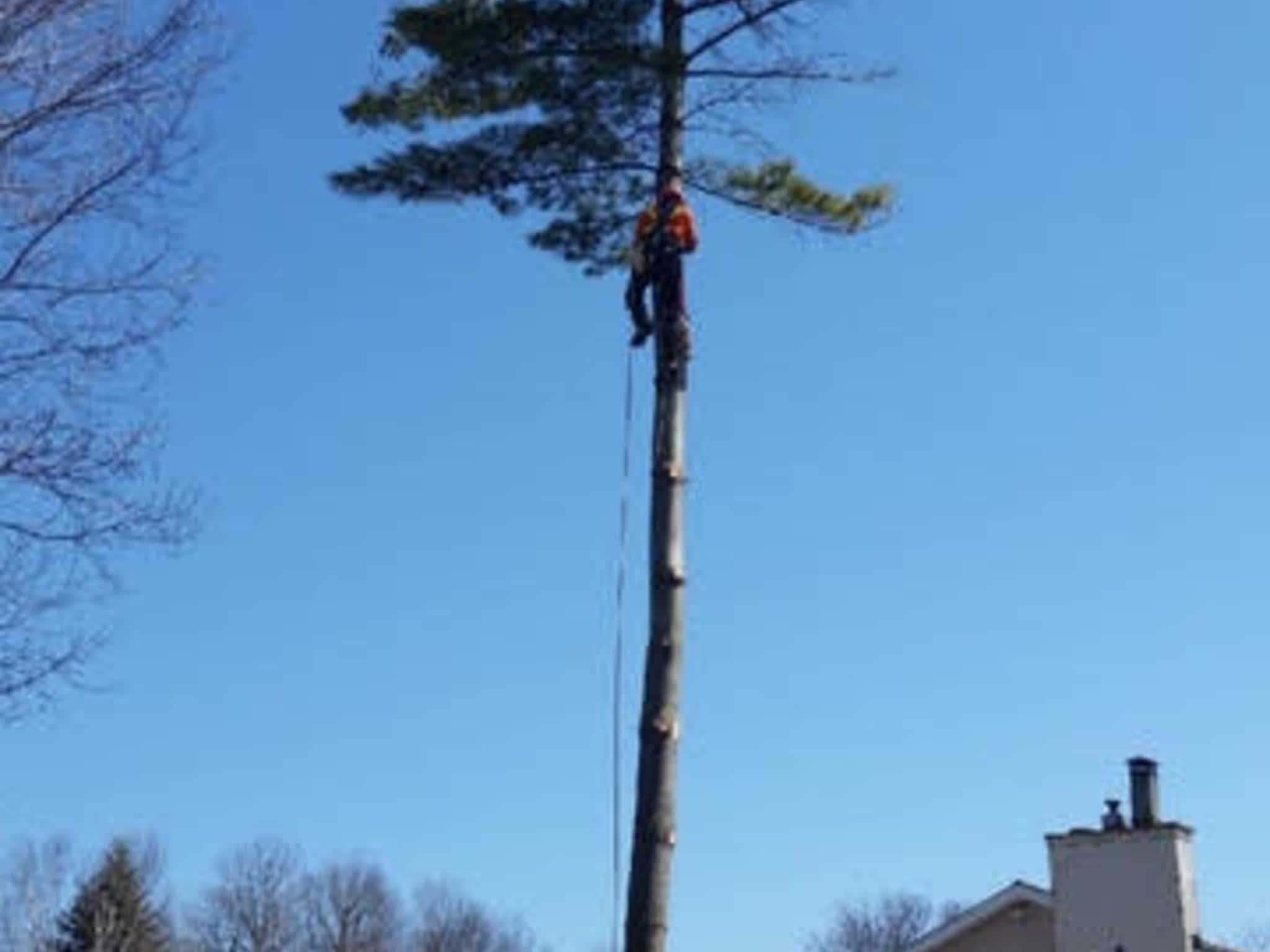 photo LD Tree Service